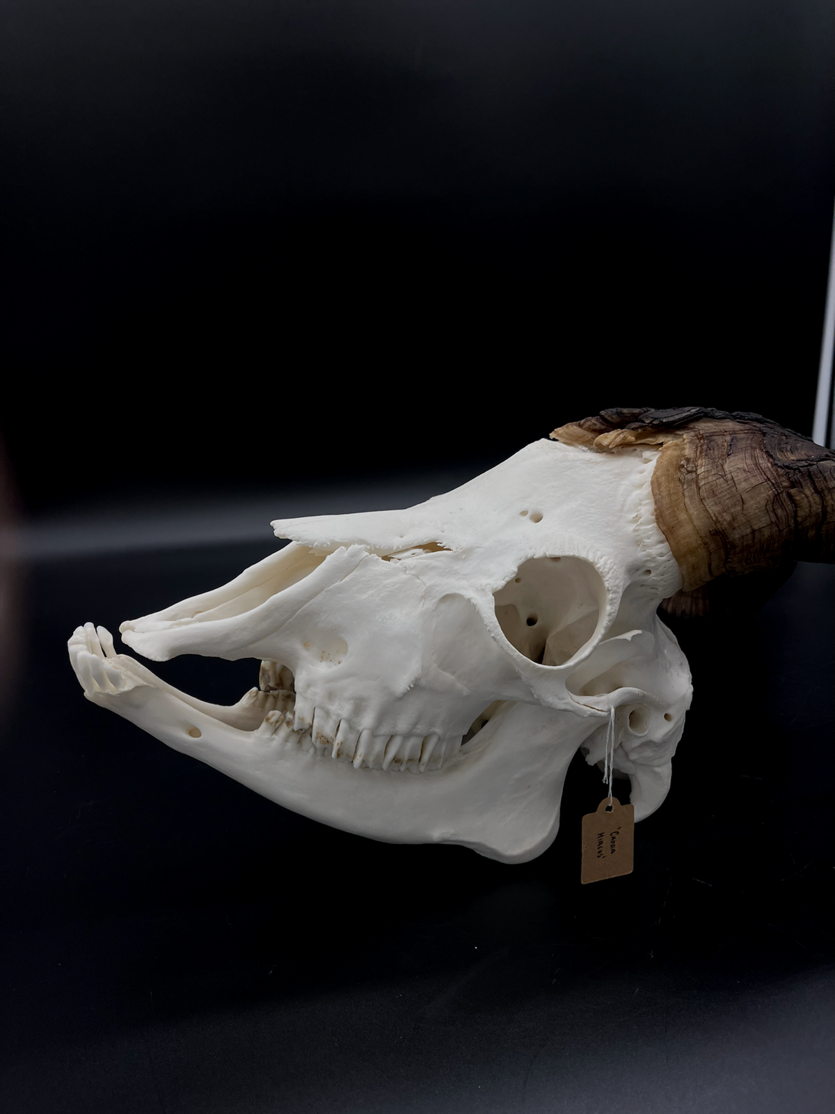 A- Rangeland Billy Goat Skull + Mandibles + VERY IMPRESSIVE HORNS