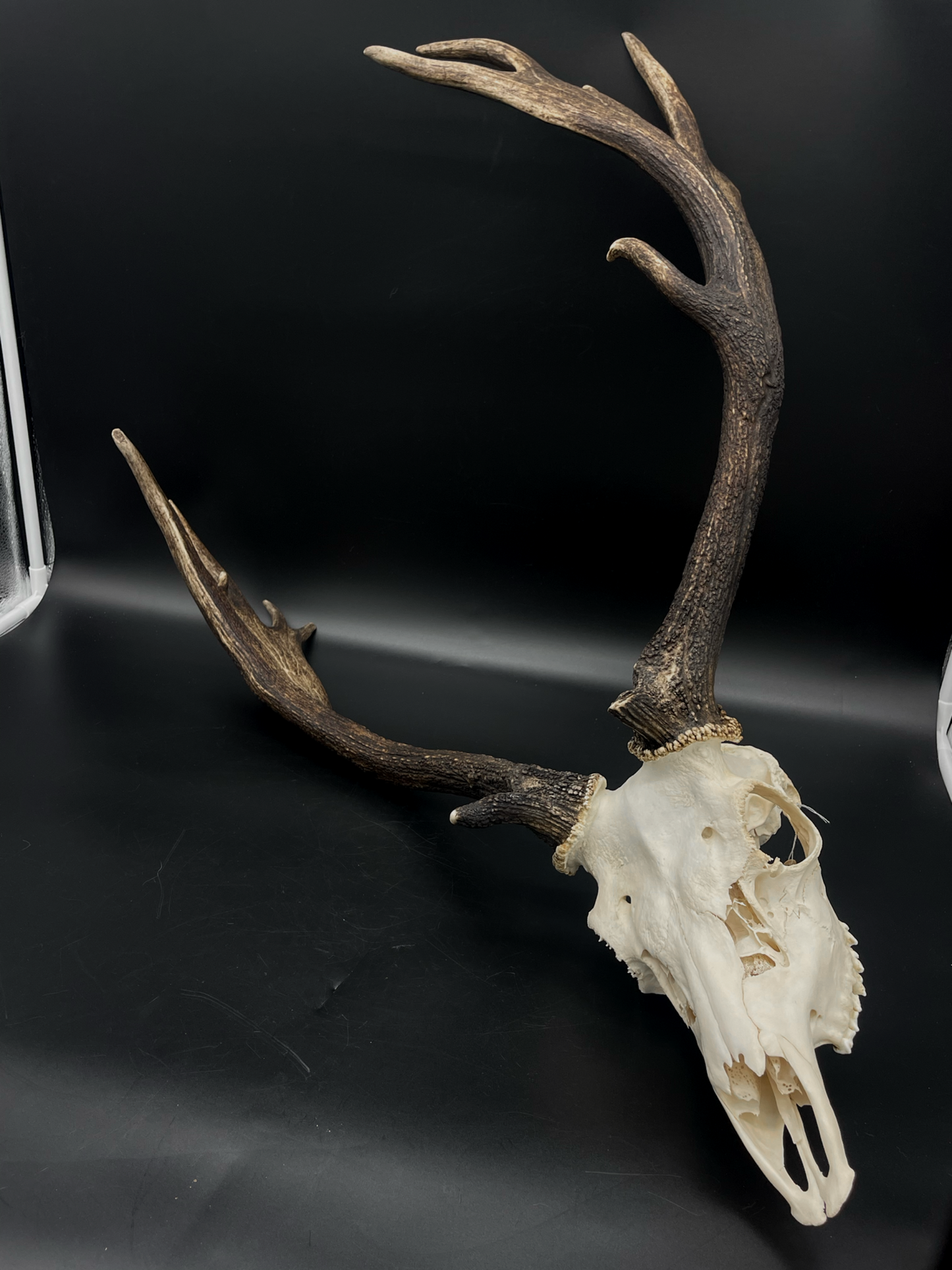 A- Grade Geriatric Fallow Buck Skull