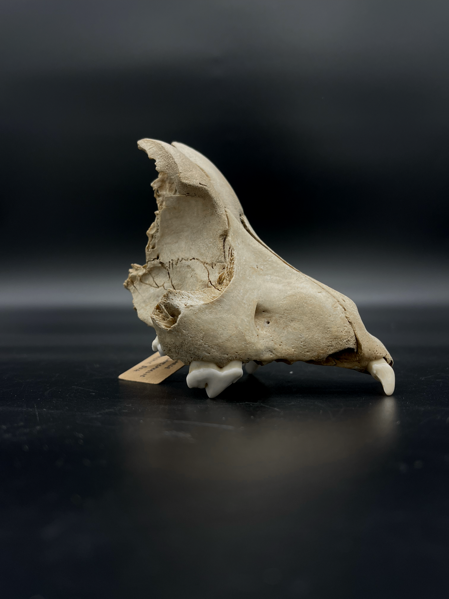 Craft Grade Domestic Dog (Large Brachycephalic breed) partial skull