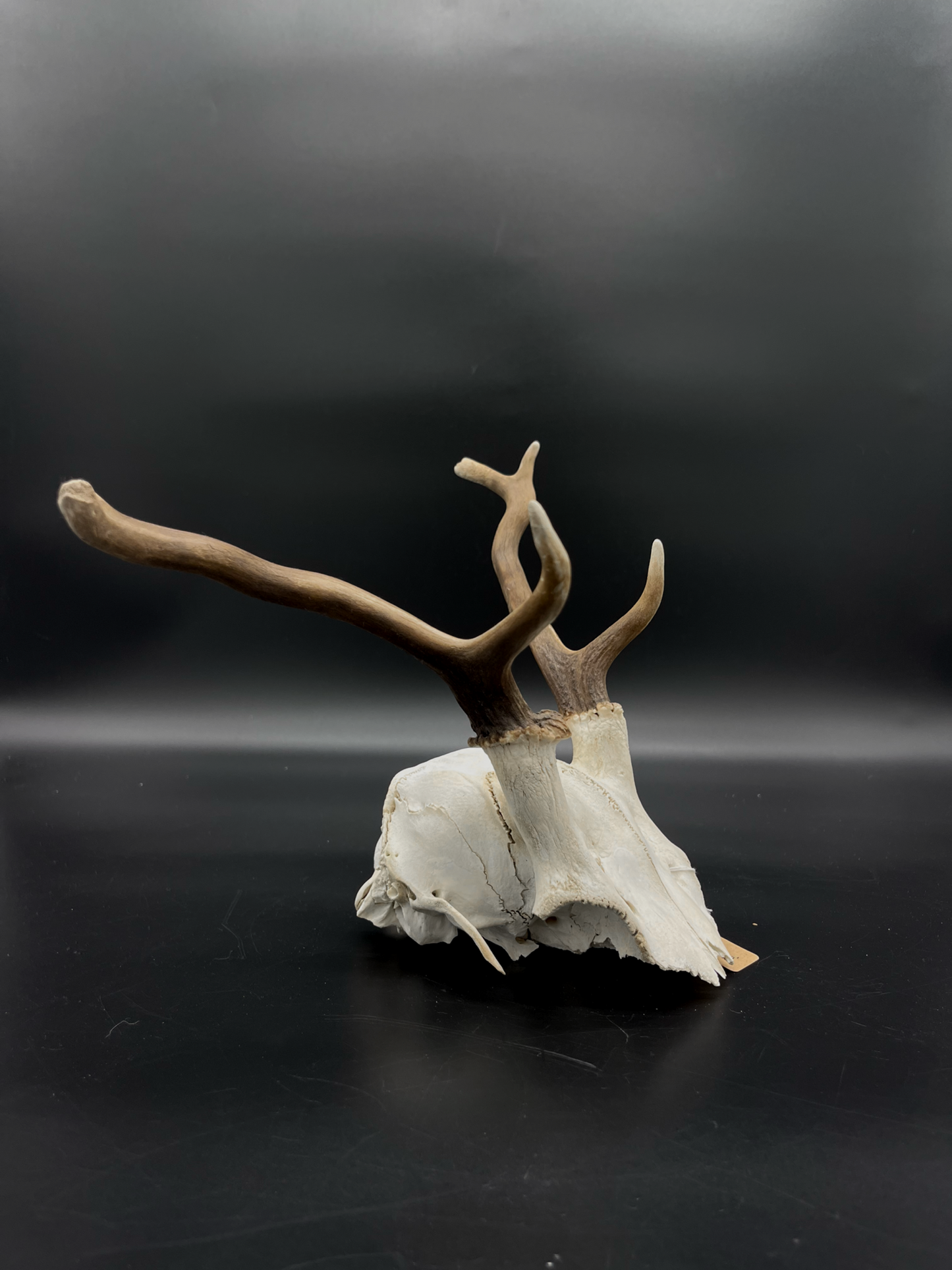 B Grade Fallow Buck Skull Cap