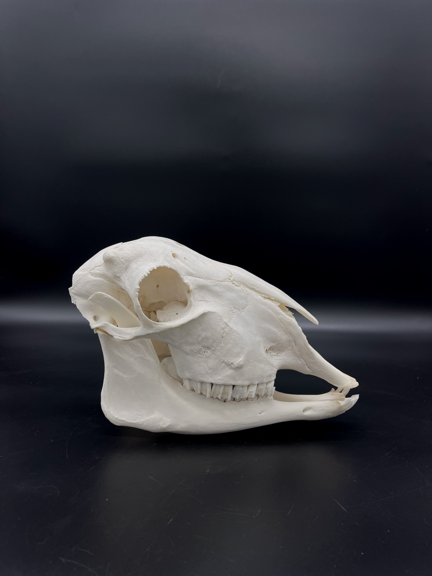 Craft Grade Merino X Border Ewe Skull