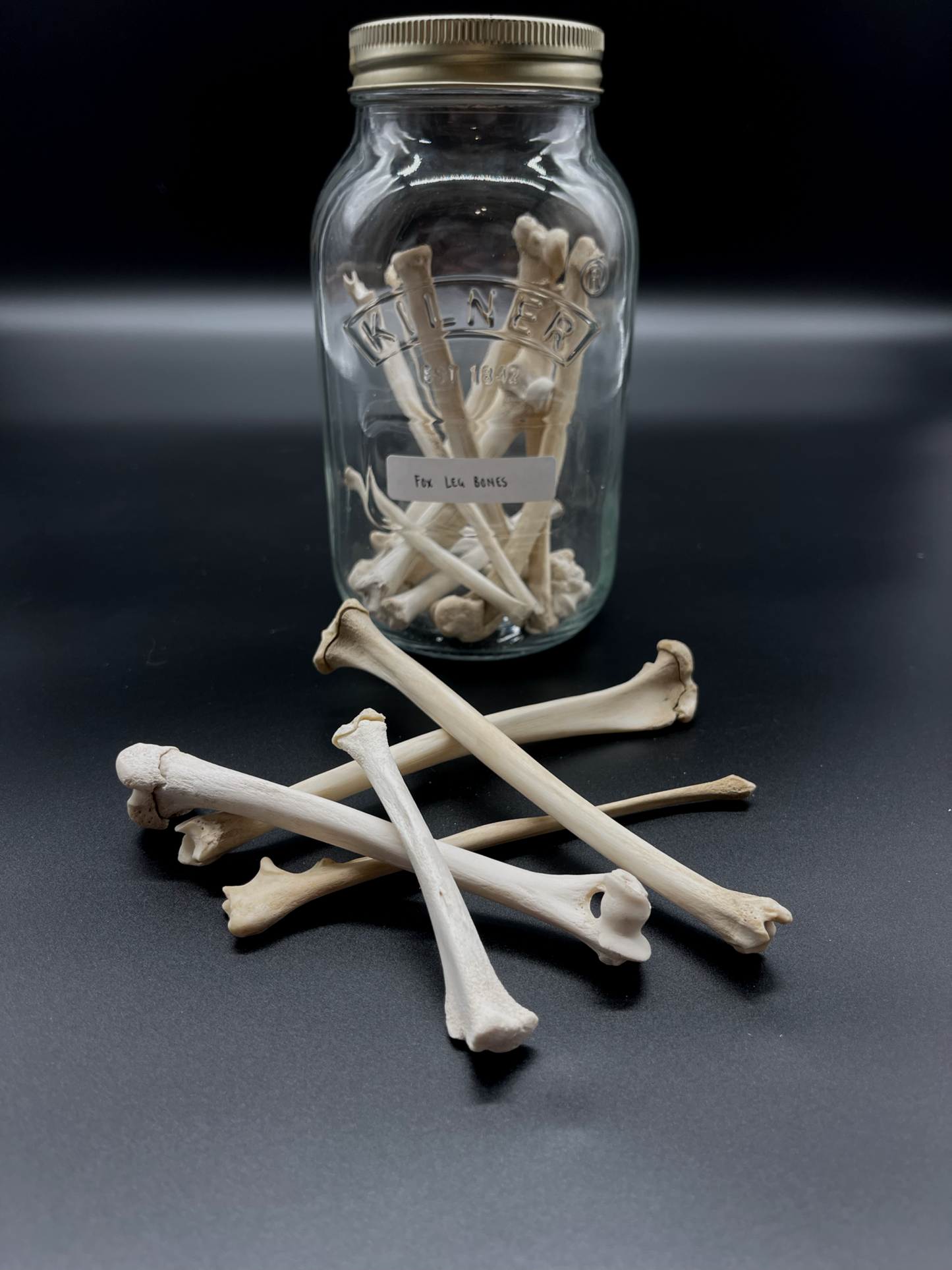Fox Leg Bone