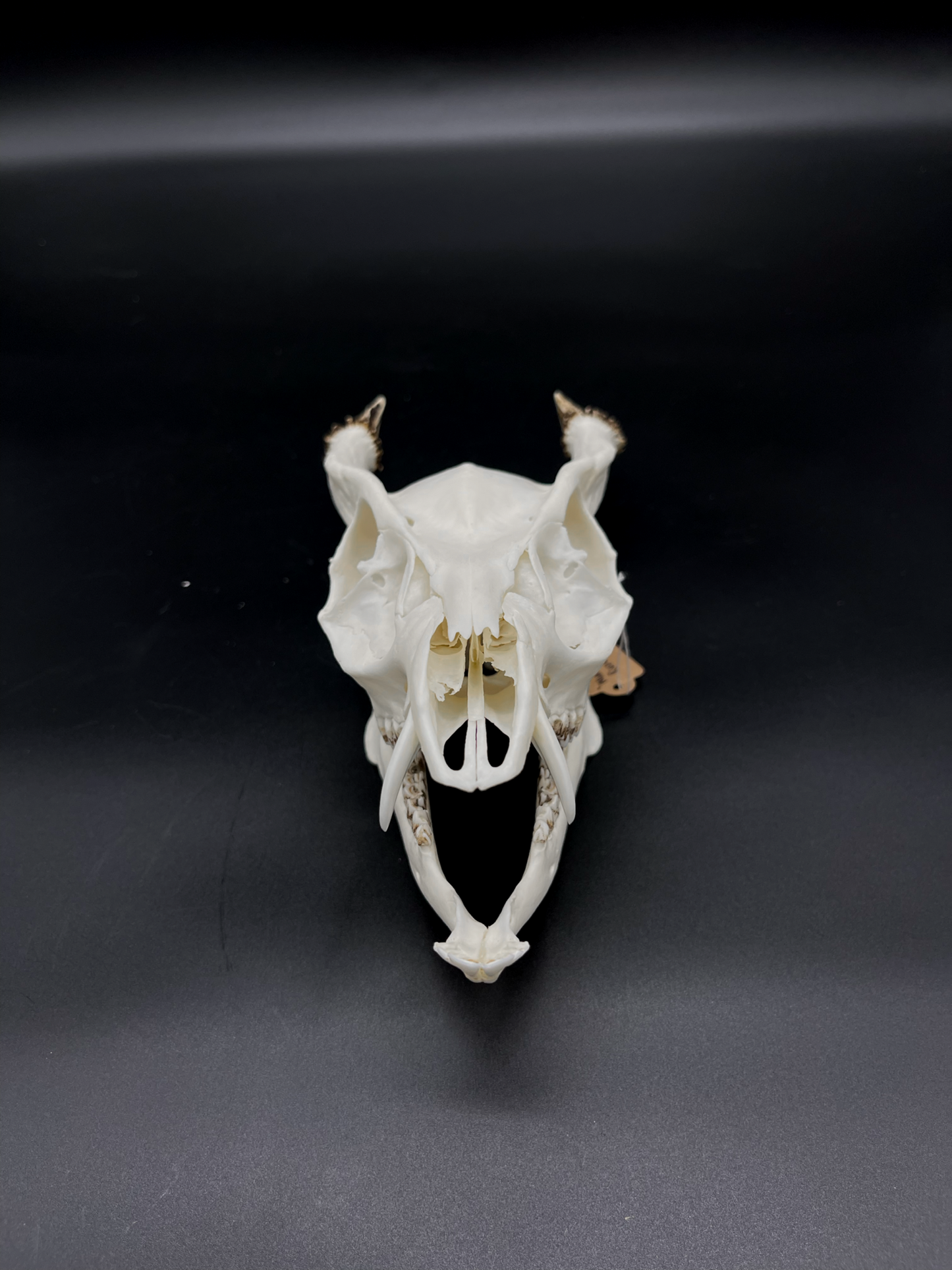 A Grade Reeves’s Muntjac Skull with Mandibles (UK)