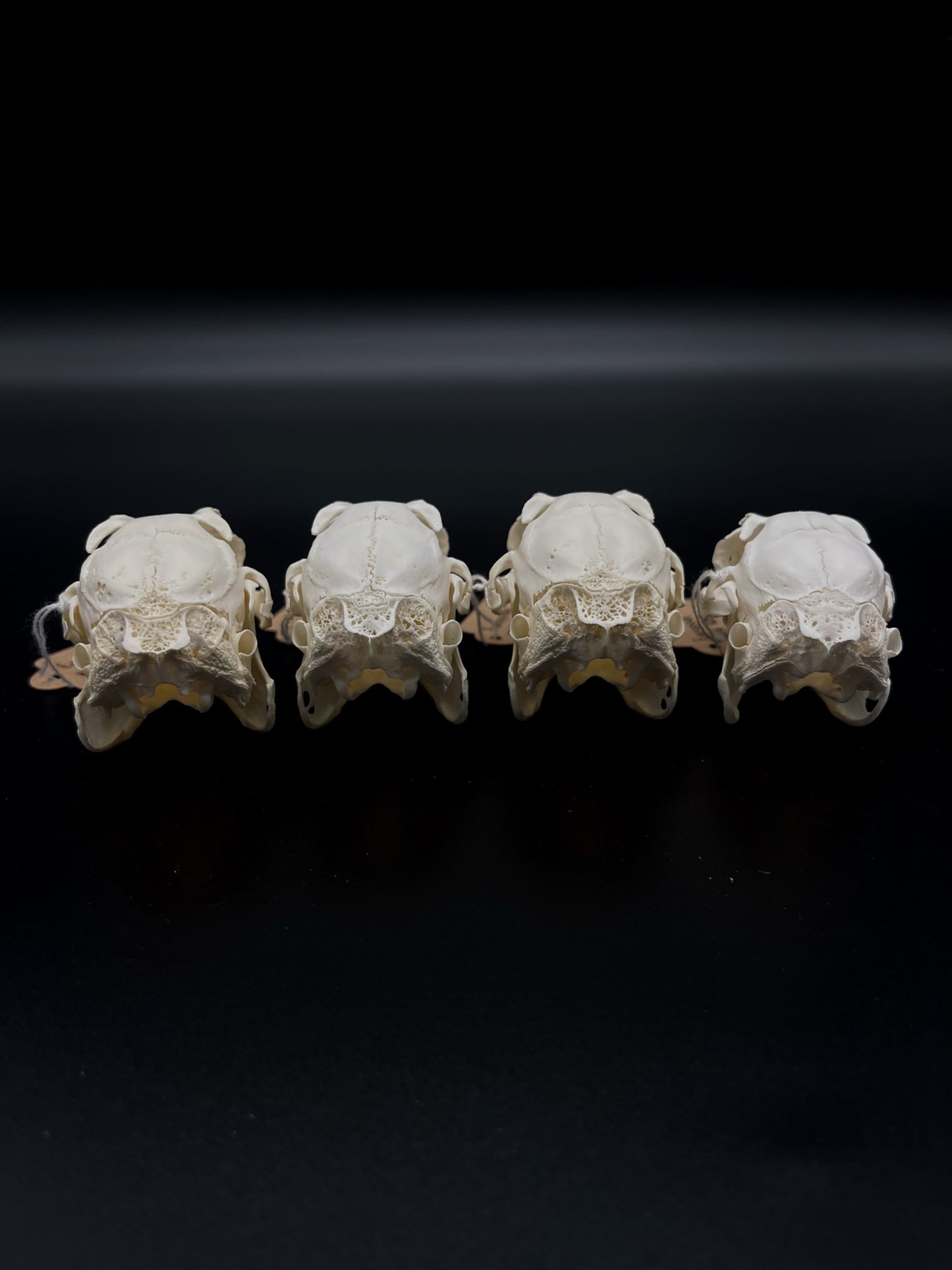 (A Grade) European Rabbit Skull