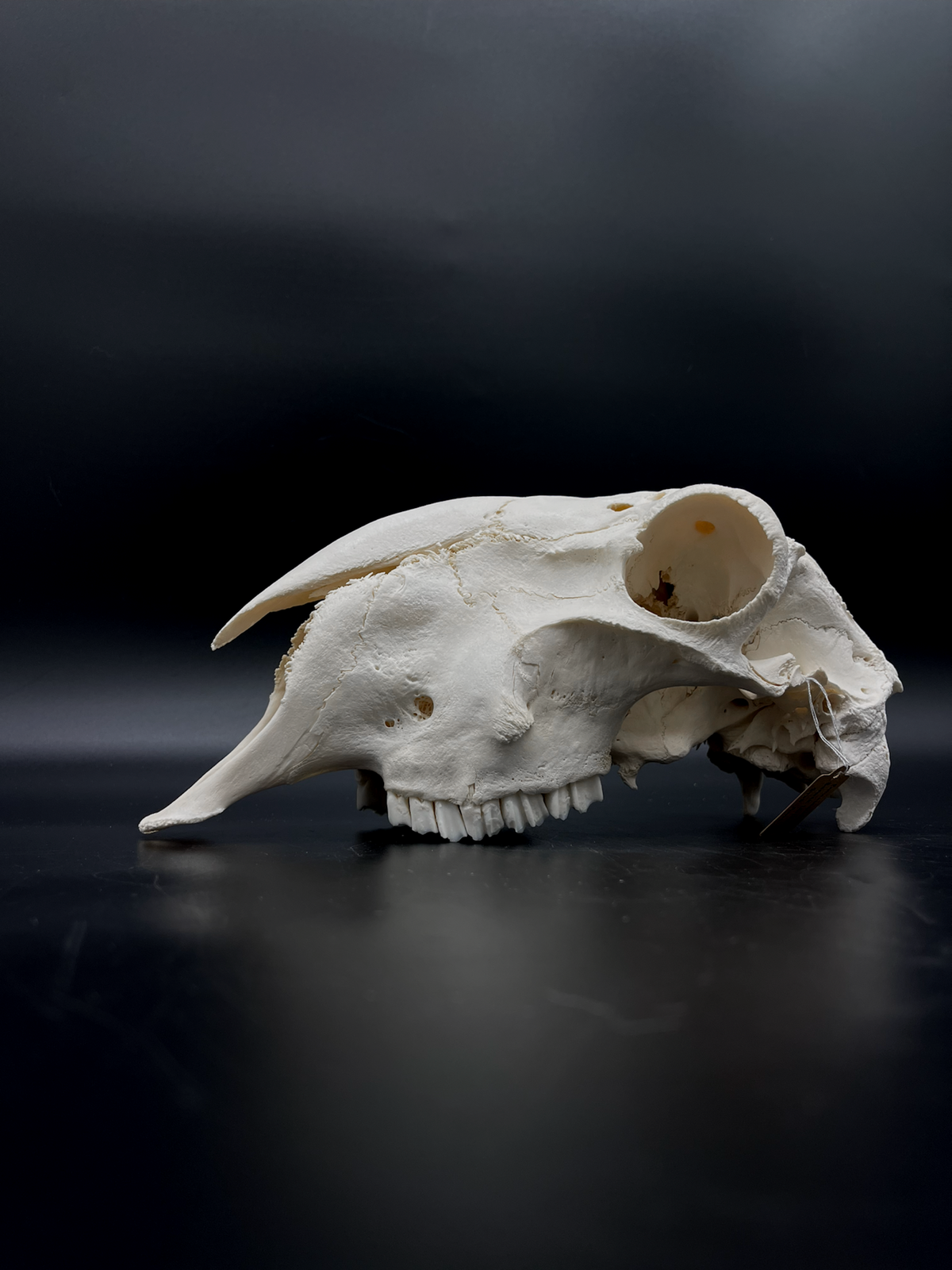 A- Grade Pathological Border Leicester Stud Ram Skull with Cranium blunt force trauma + a slight Wry Nose