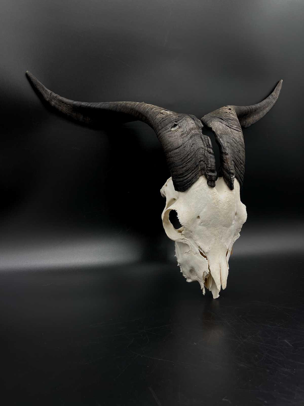 B Grade Rangeland Billy Goat Skull