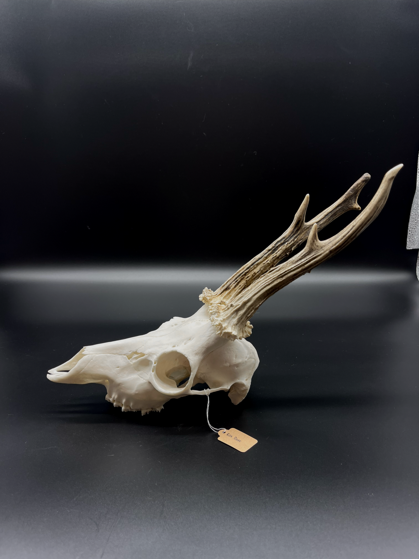 Roe Buck Skull (Poland)