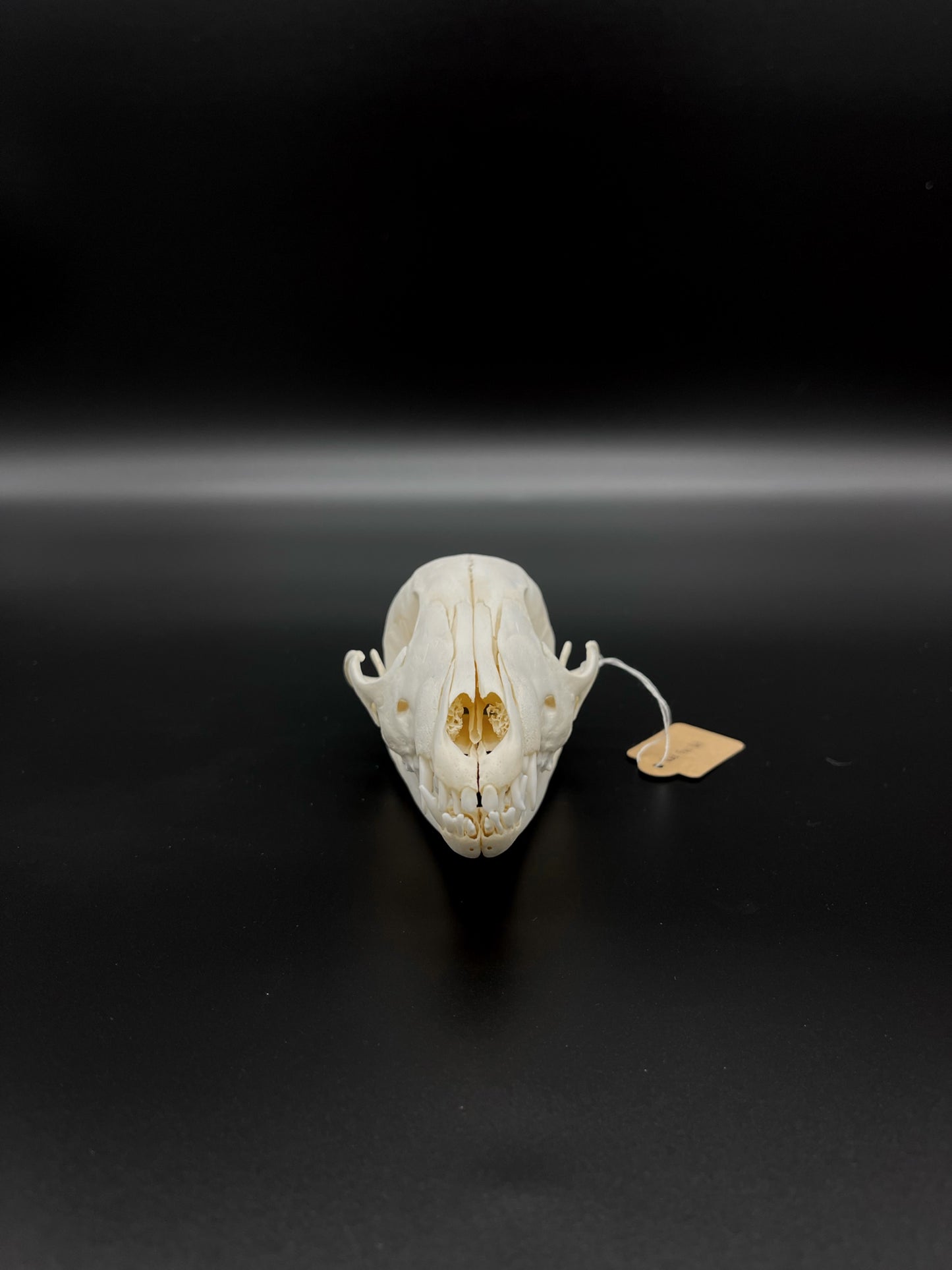 A Grade Australian Red Fox Kit Skull