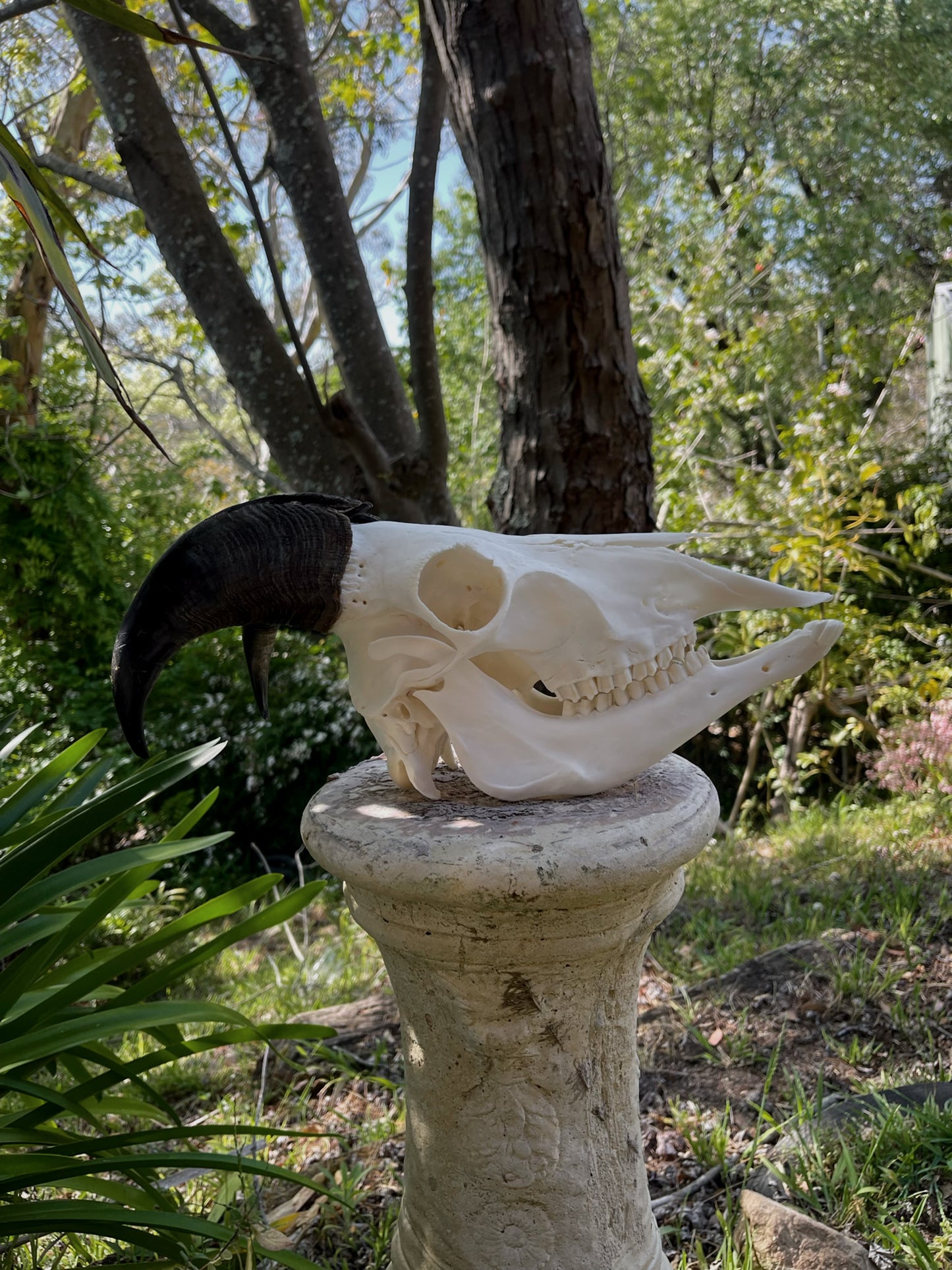 Himalayan Tahr Bull Skull (NZ)