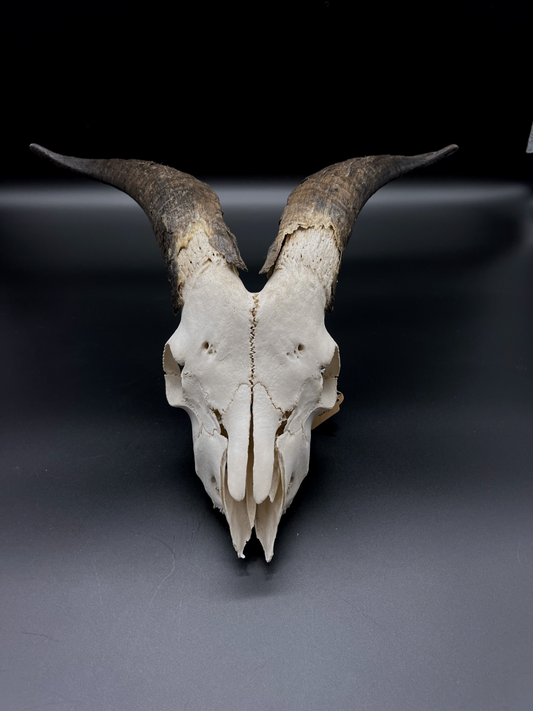 Feral Goat Skull (CRAFT GRADE)