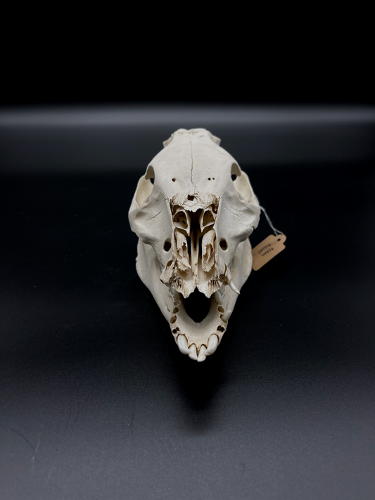 Feral Piglet Skull with Mandibles (CRAFT GRADE)