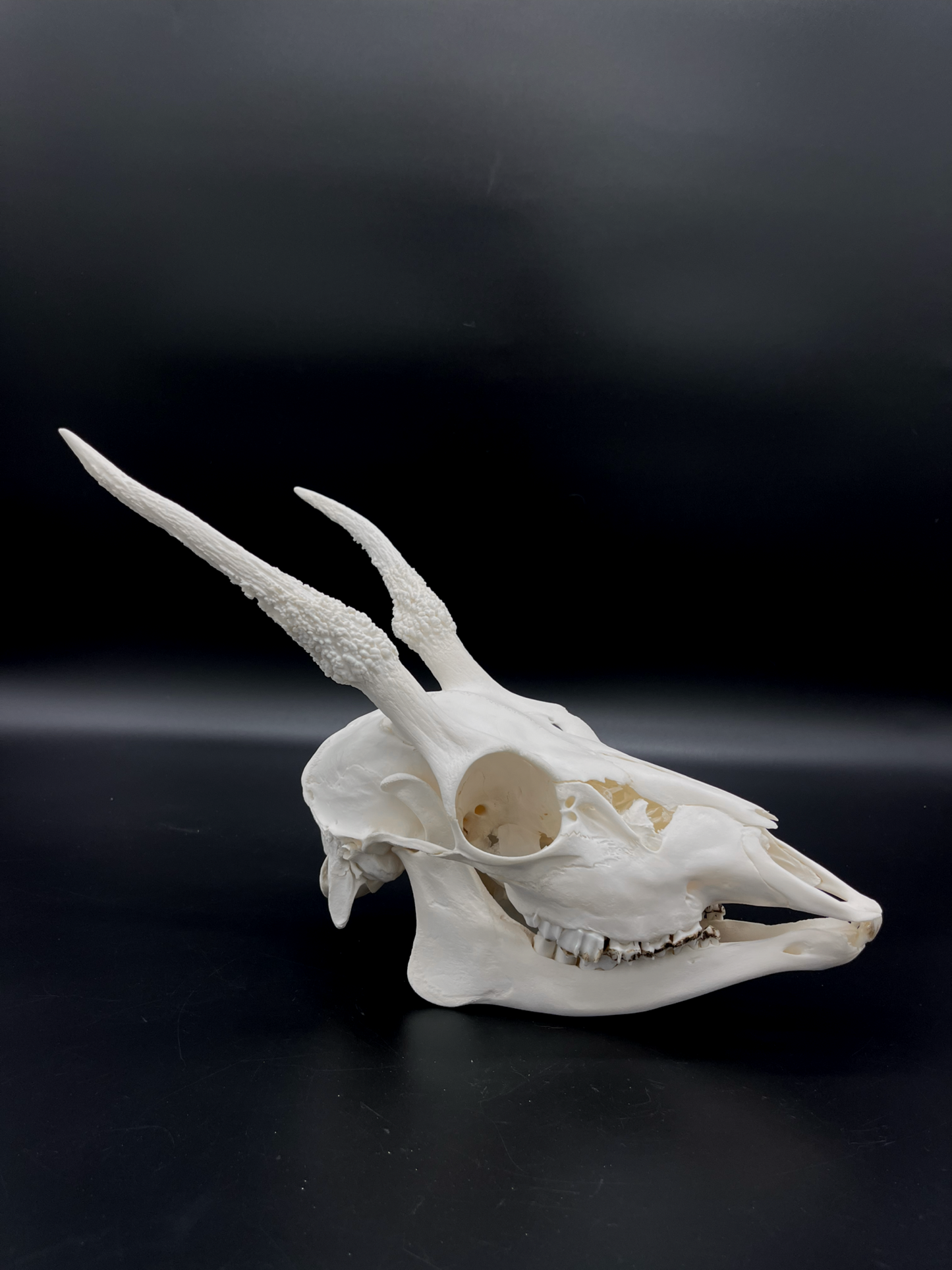 A+ Grade Fallow Spiker Skull With Mandibles