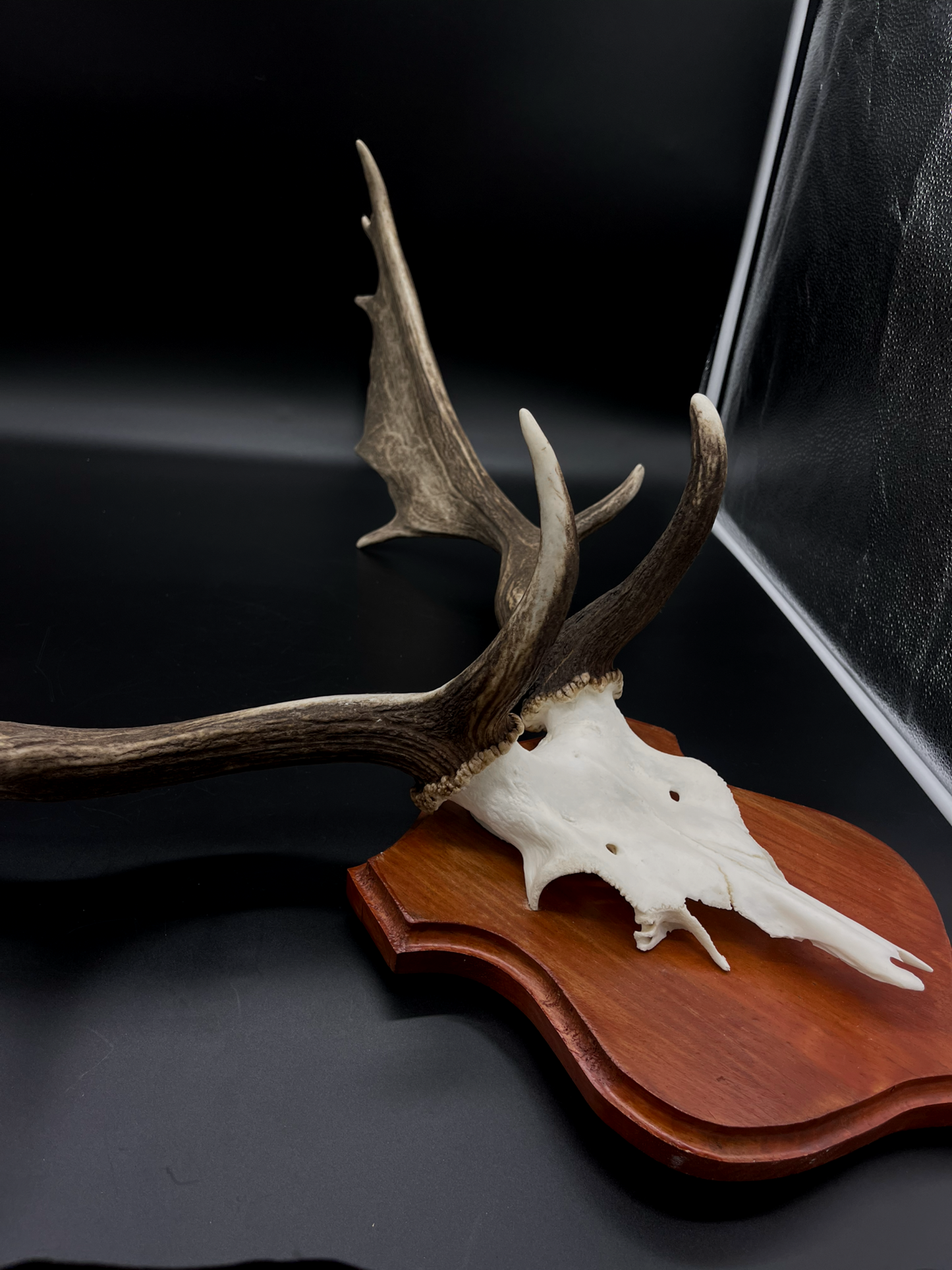 Fallow Buck half-skull cut European Mount