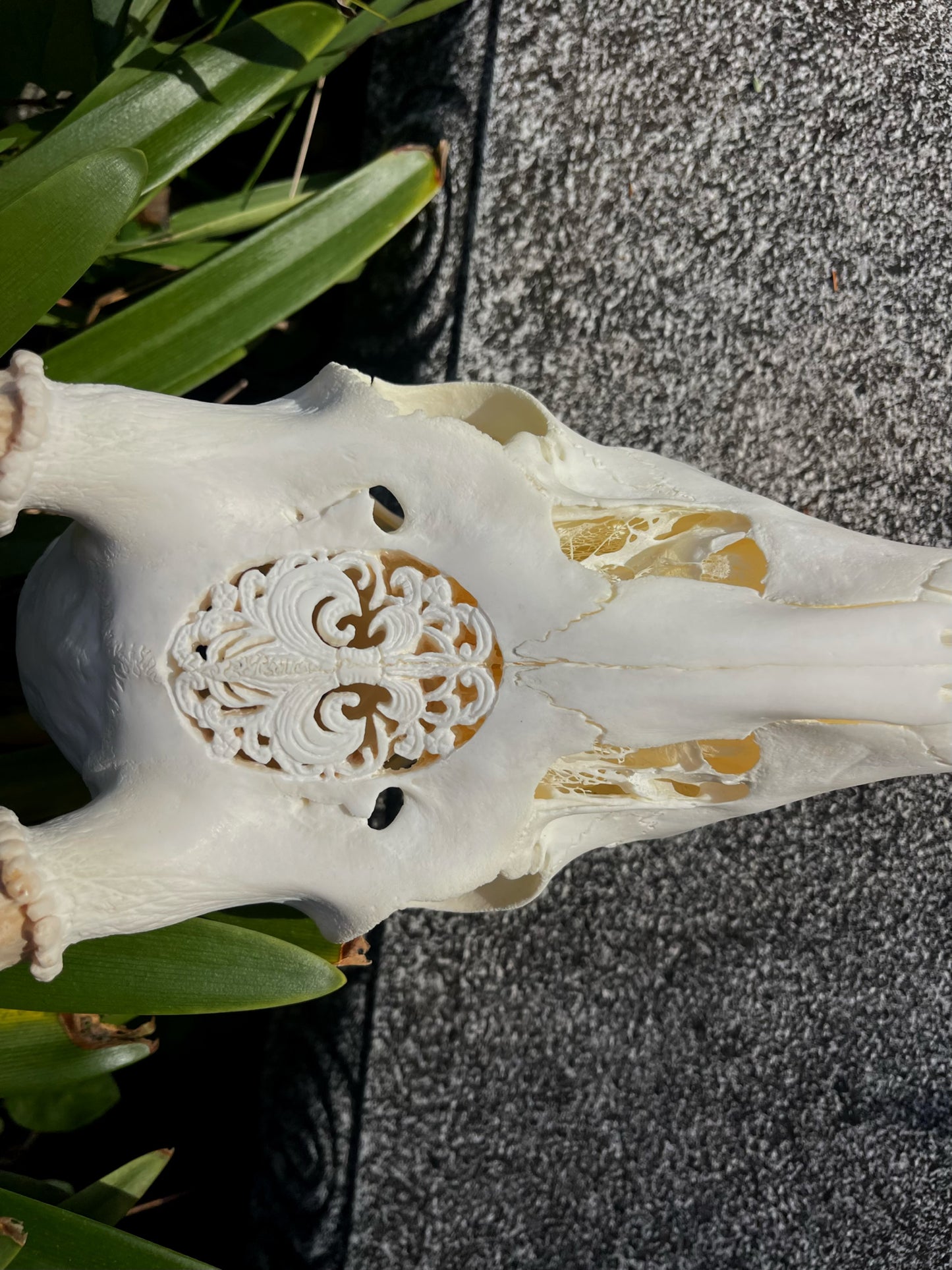 Ornately carved young Fallow Buck