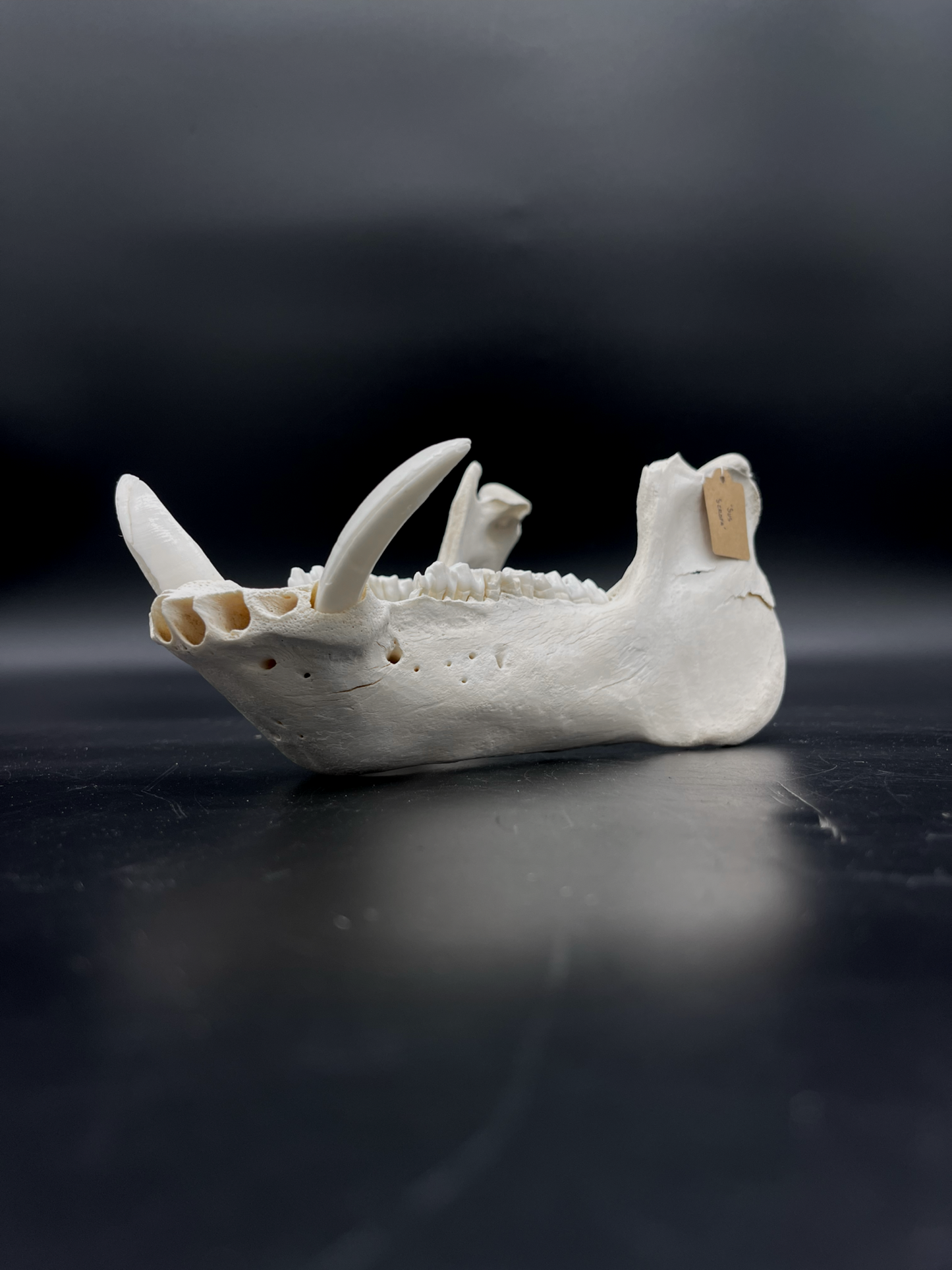 Craft Grade Wild Boar Tusks/Mandibles