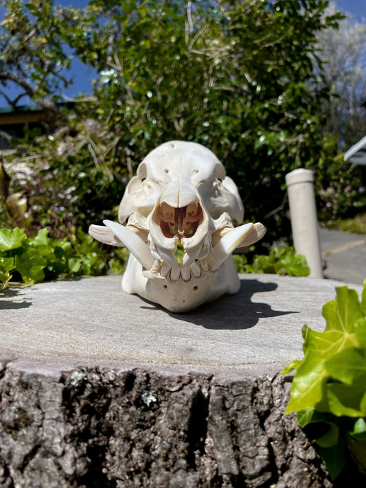 110kg Wild Boar Skull