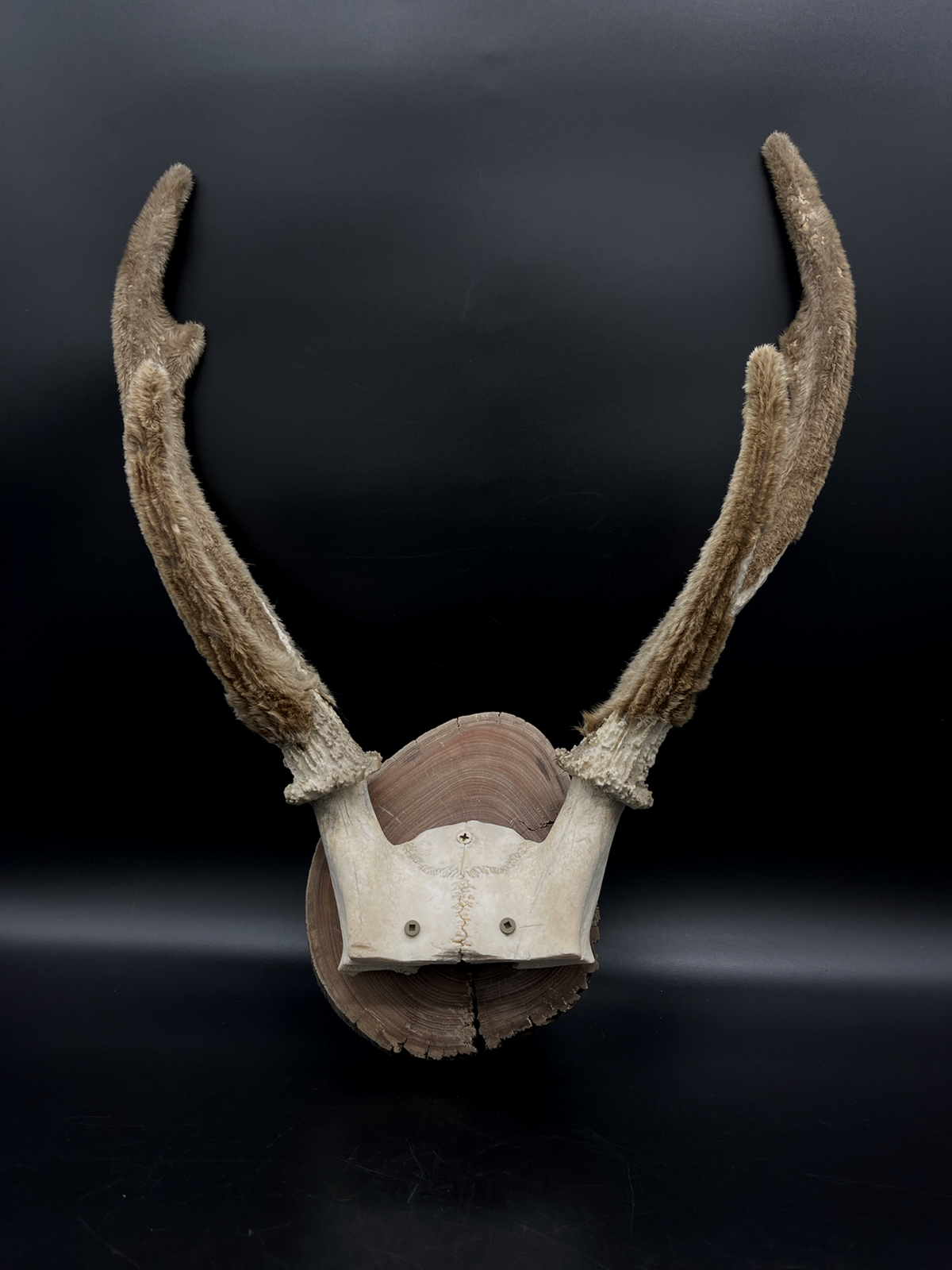 Craft Grade Sambar velvet Antlers mounted on Red Gum