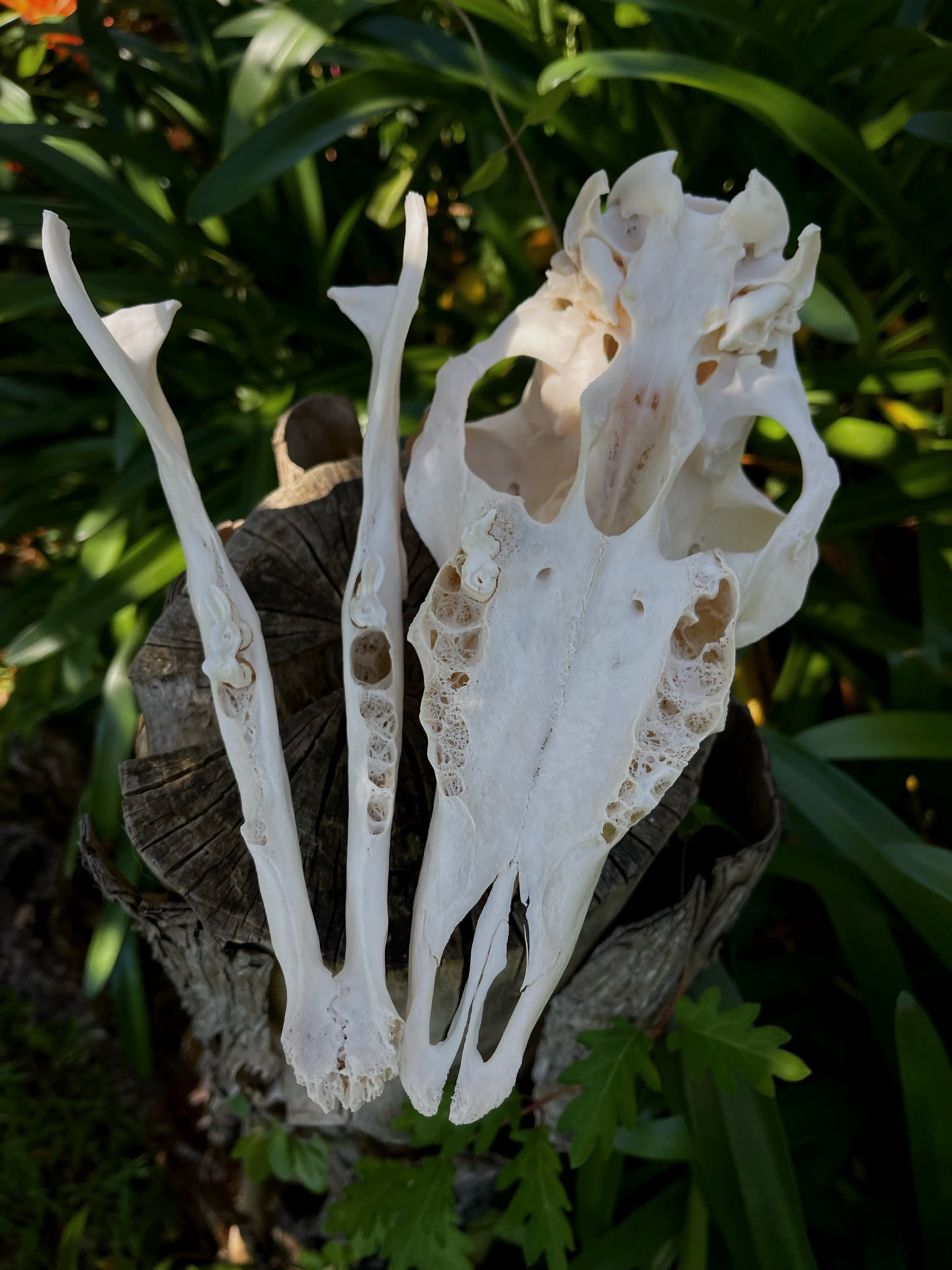 Pathological Geriatric Ewe Skull