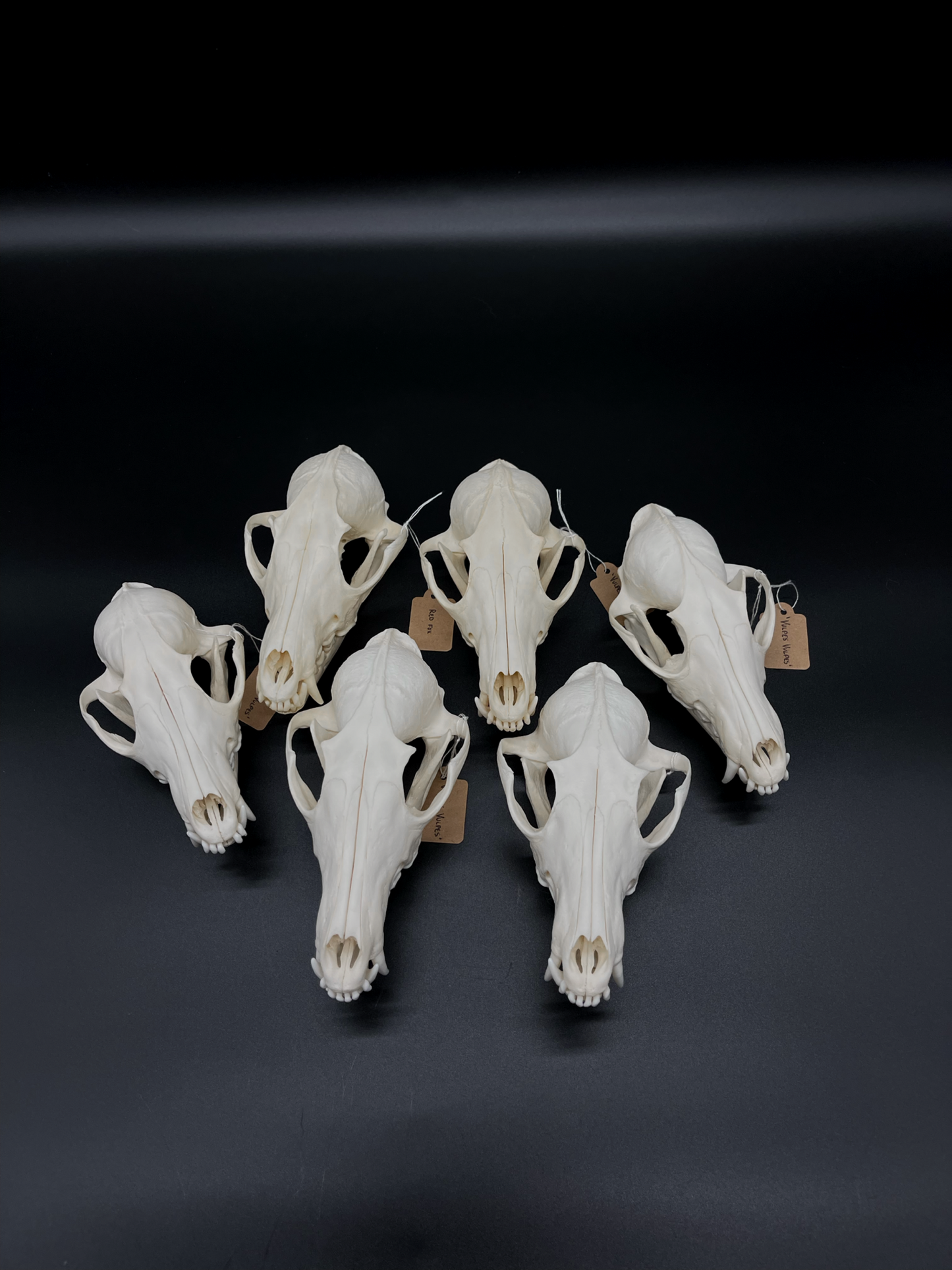 A- Grade Red Fox Skull