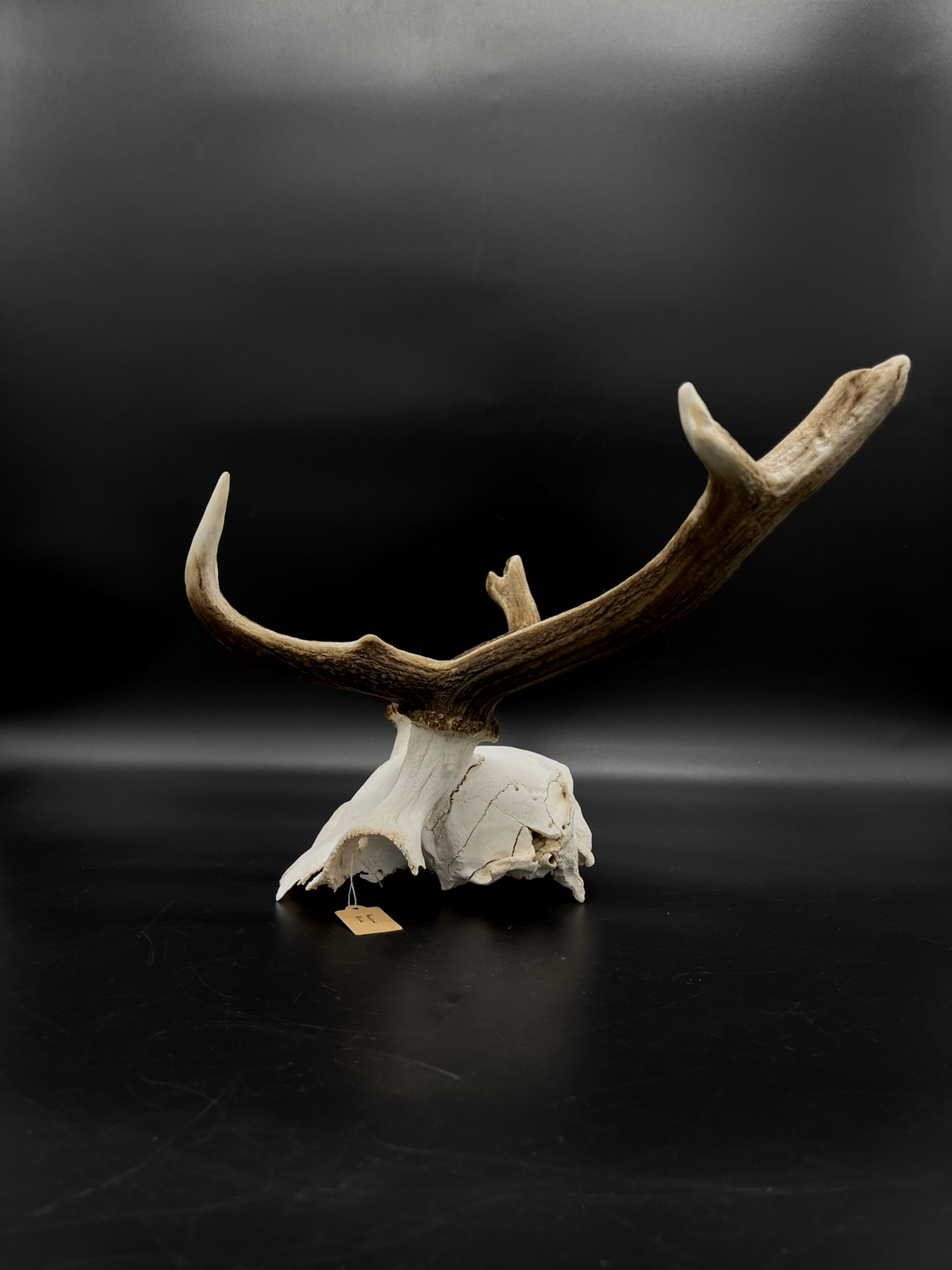 Craft Grade Fallow Buck Skull Cap