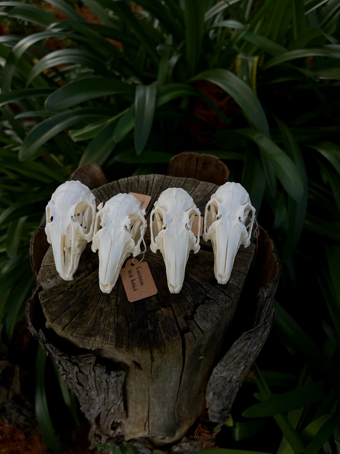 (Craft Grade) European Rabbit Skull