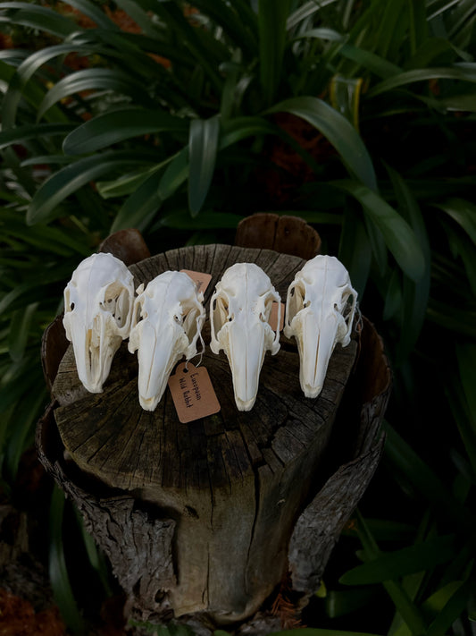 (B Grade) European Rabbit Skull
