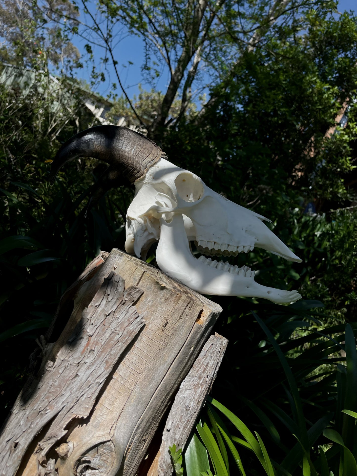 Himalayan Tahr Bull Skull (NZ)