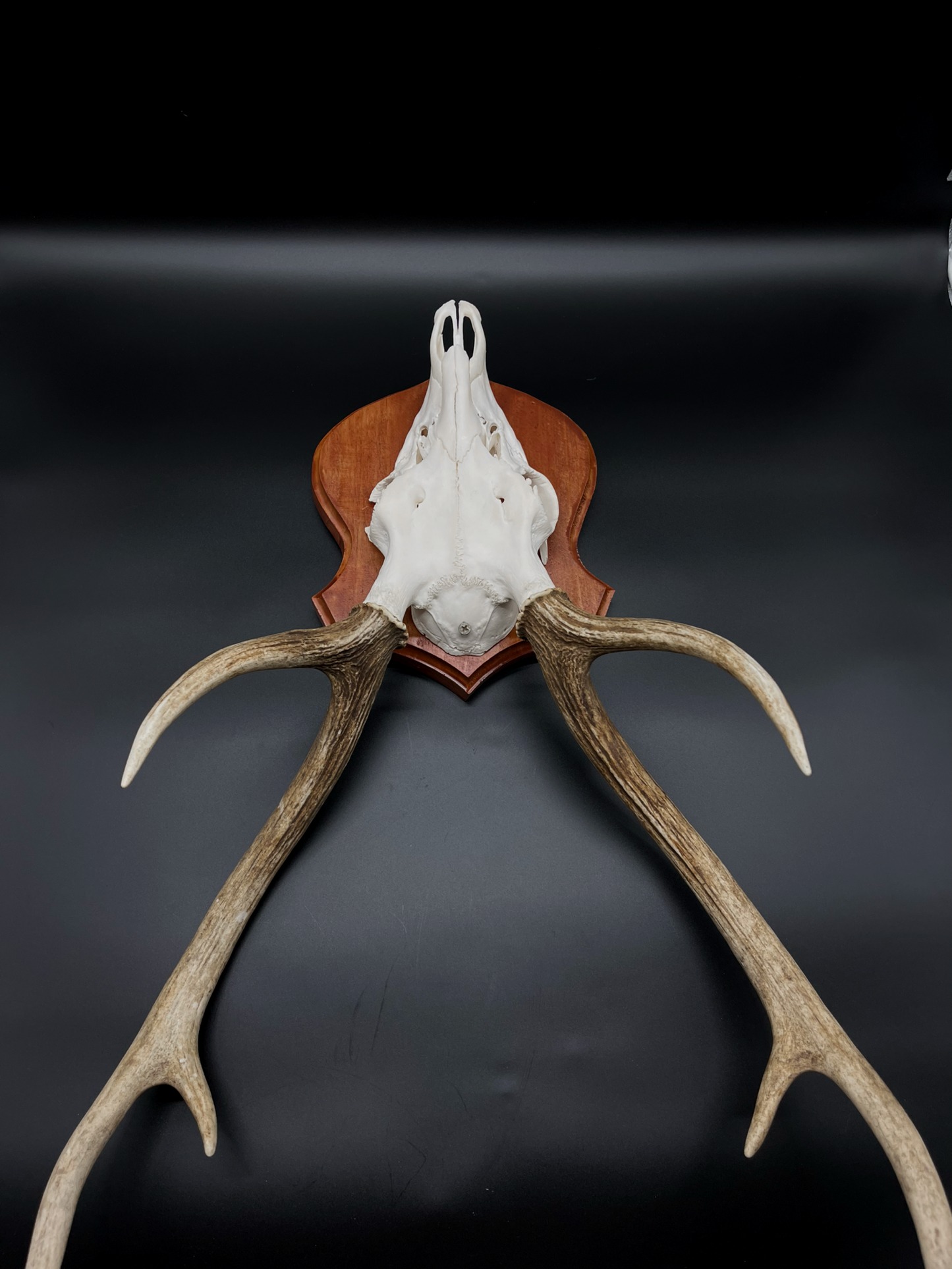 Chital Stag Euro Mount