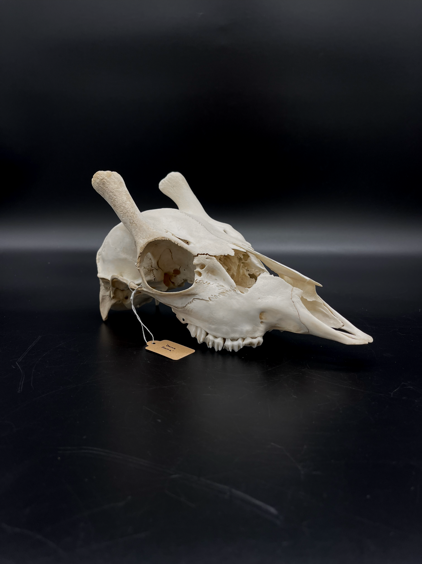 Craft Grade Fallow Spiker Skull