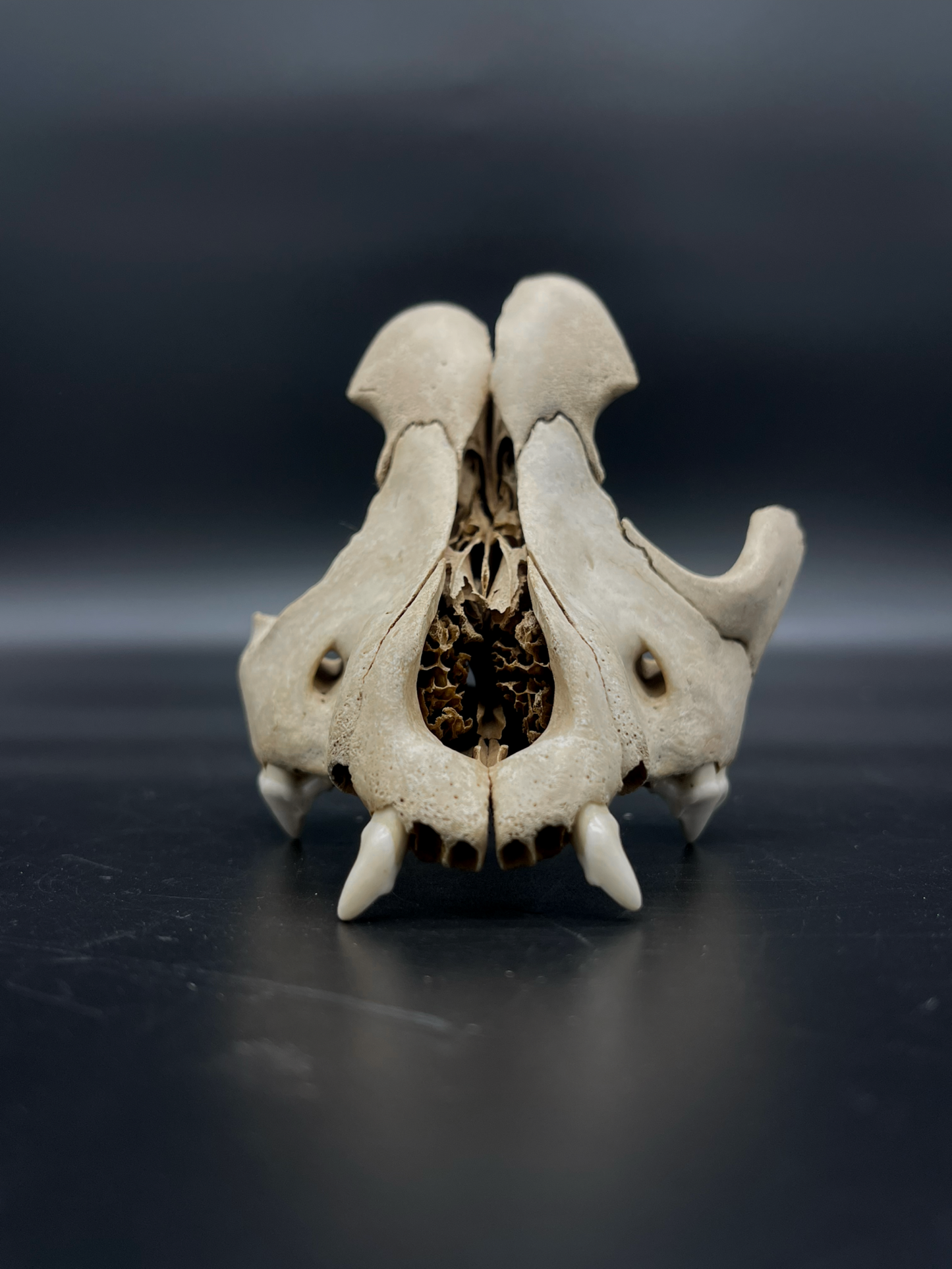 Craft Grade Domestic Dog (Large Brachycephalic breed) partial skull