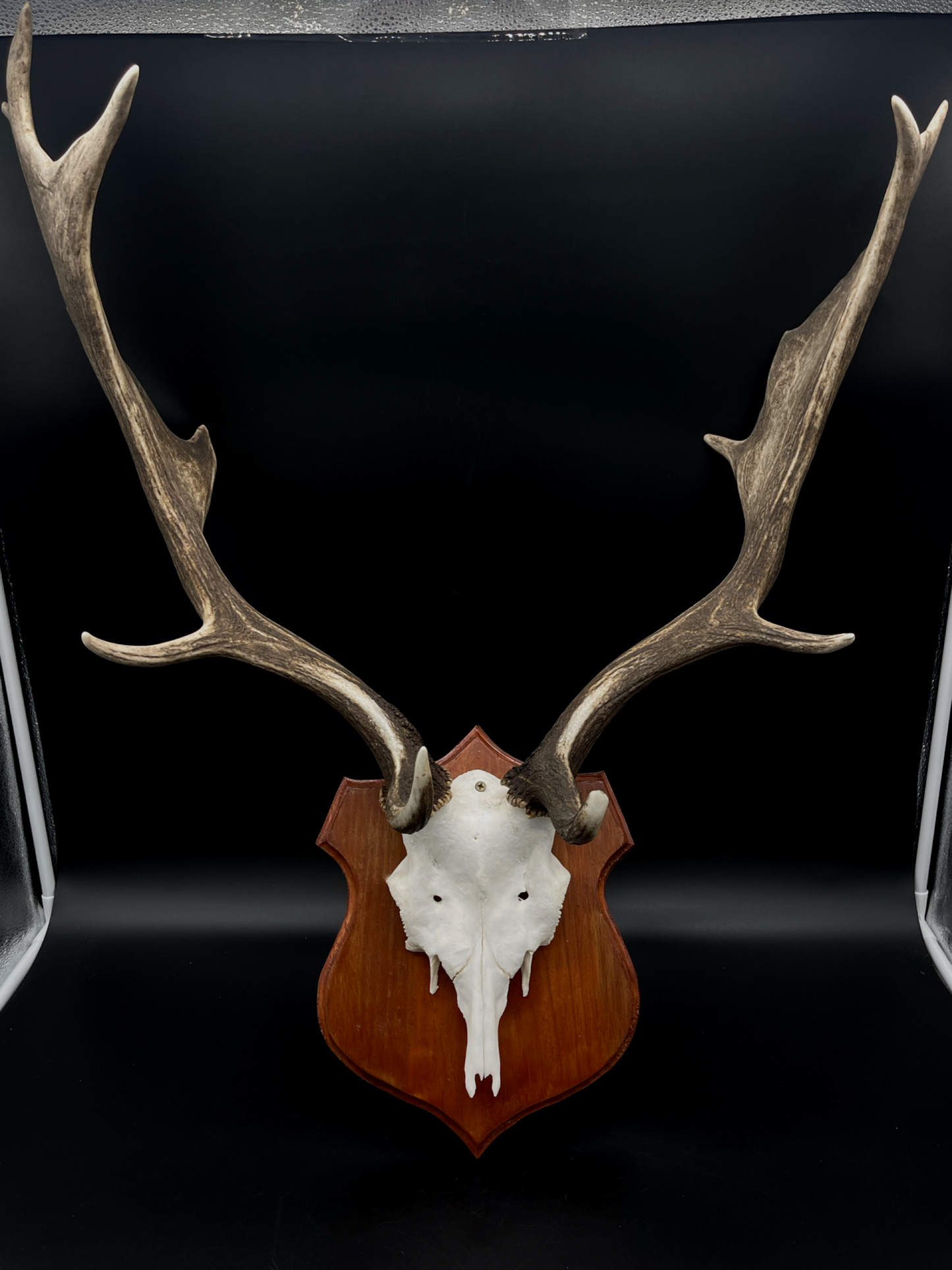 Fallow Buck half-skull cut European Mount