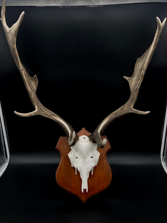 Fallow Buck half-skull cut European Mount
