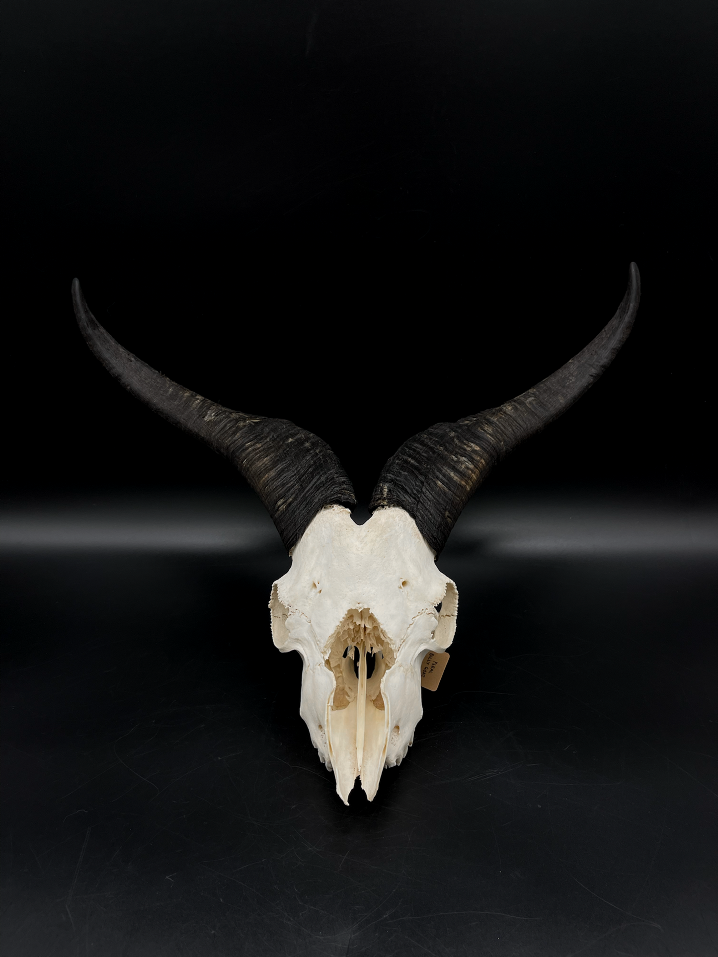 Craft Grade Feral Billy Goat Skull with “Devil Horns”