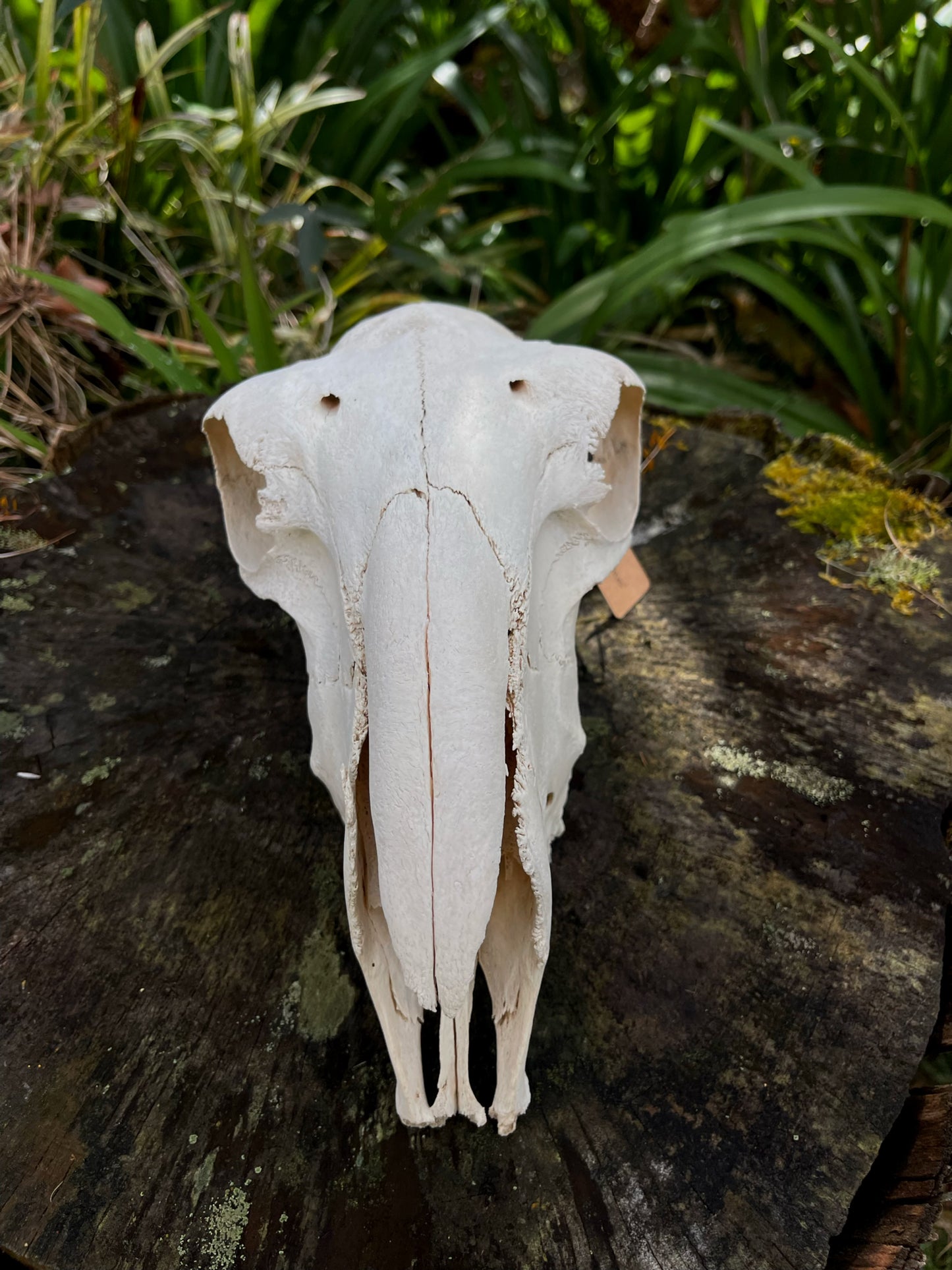 Border Leicester Stud Ram Skull #2
