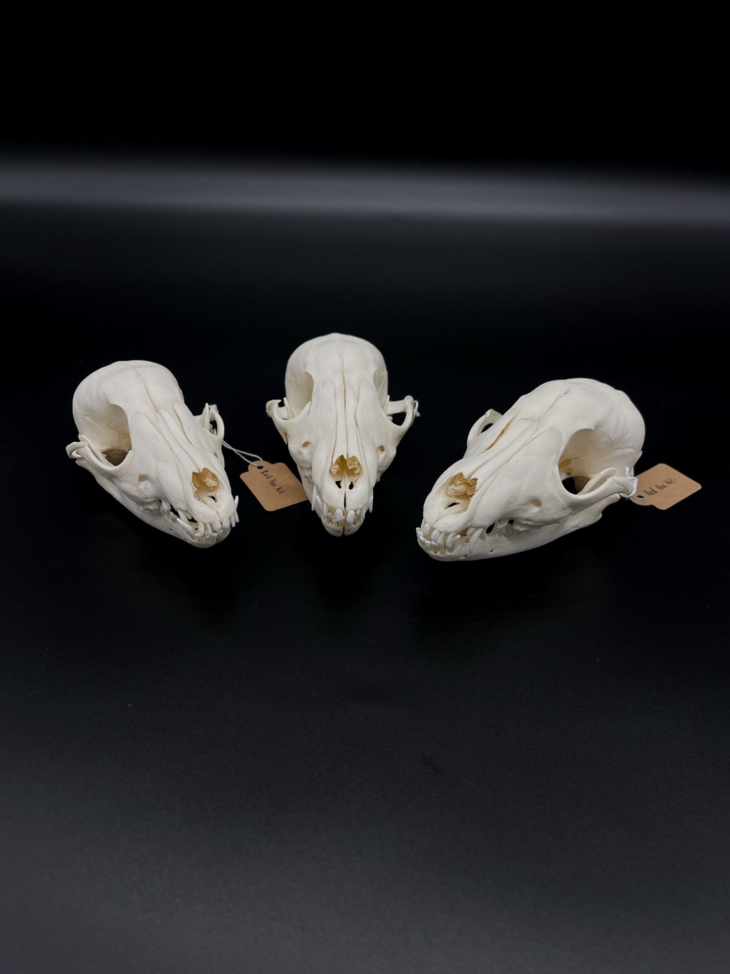 B Grade Juvenile Australian Red Fox Kit Skull