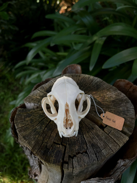 XL Feral Cat skull (B-Grade)