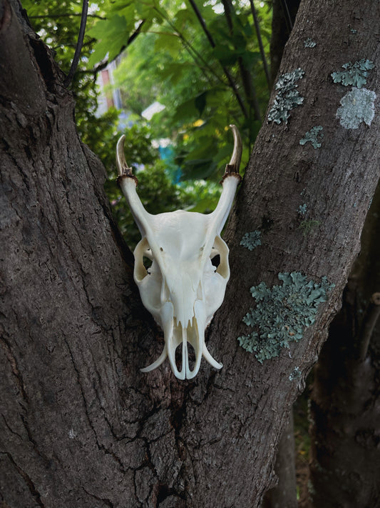 Reeves' muntjac skull (Muntiacus reevesi)