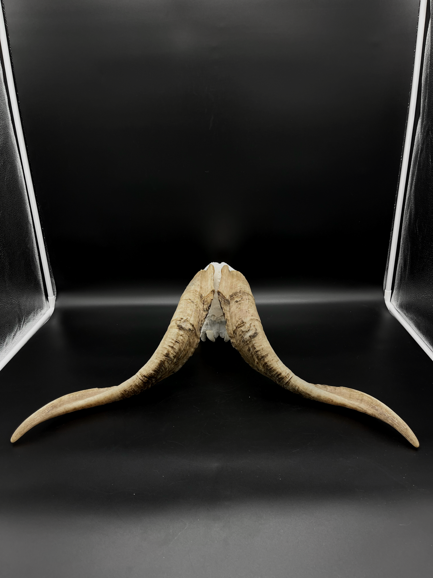 A- Grade Billy Goat Skull with Mandibles