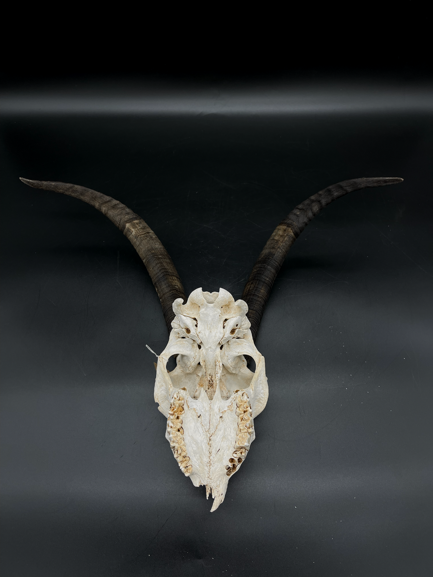 Craft Grade Nanny Goat Skull