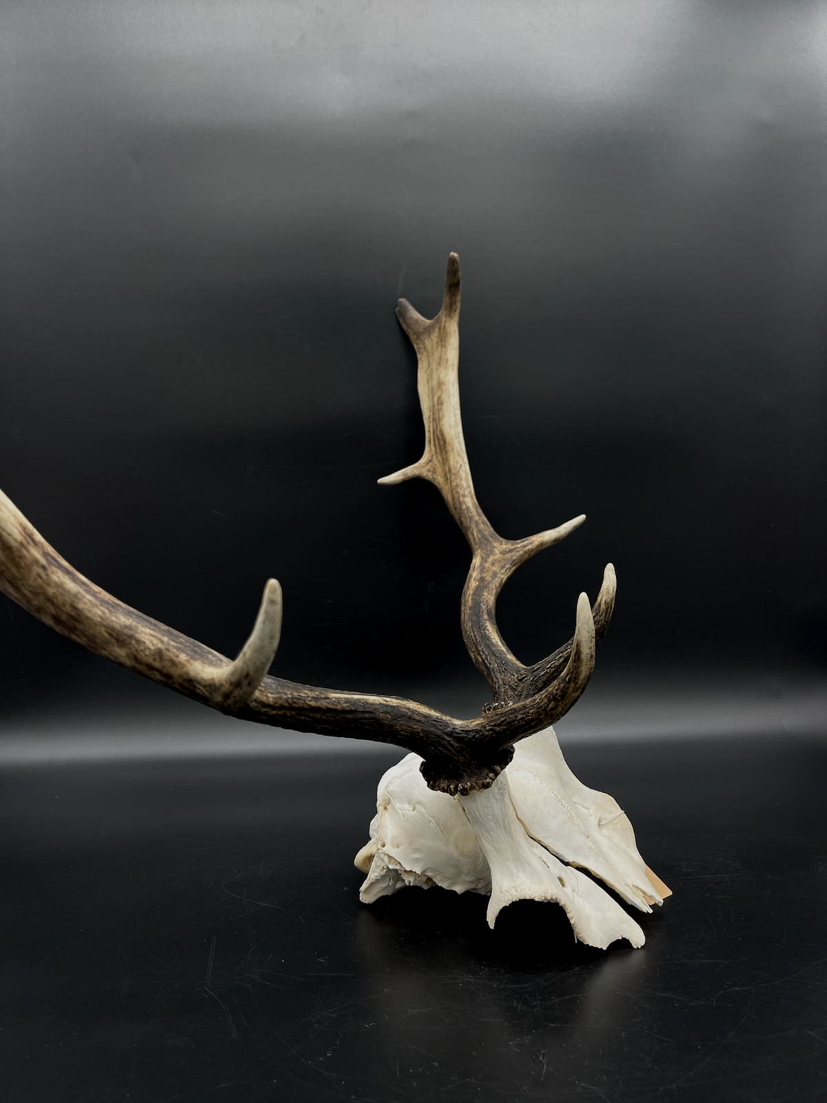 Craft Grade Fallow Buck Skull Cap / Antlers