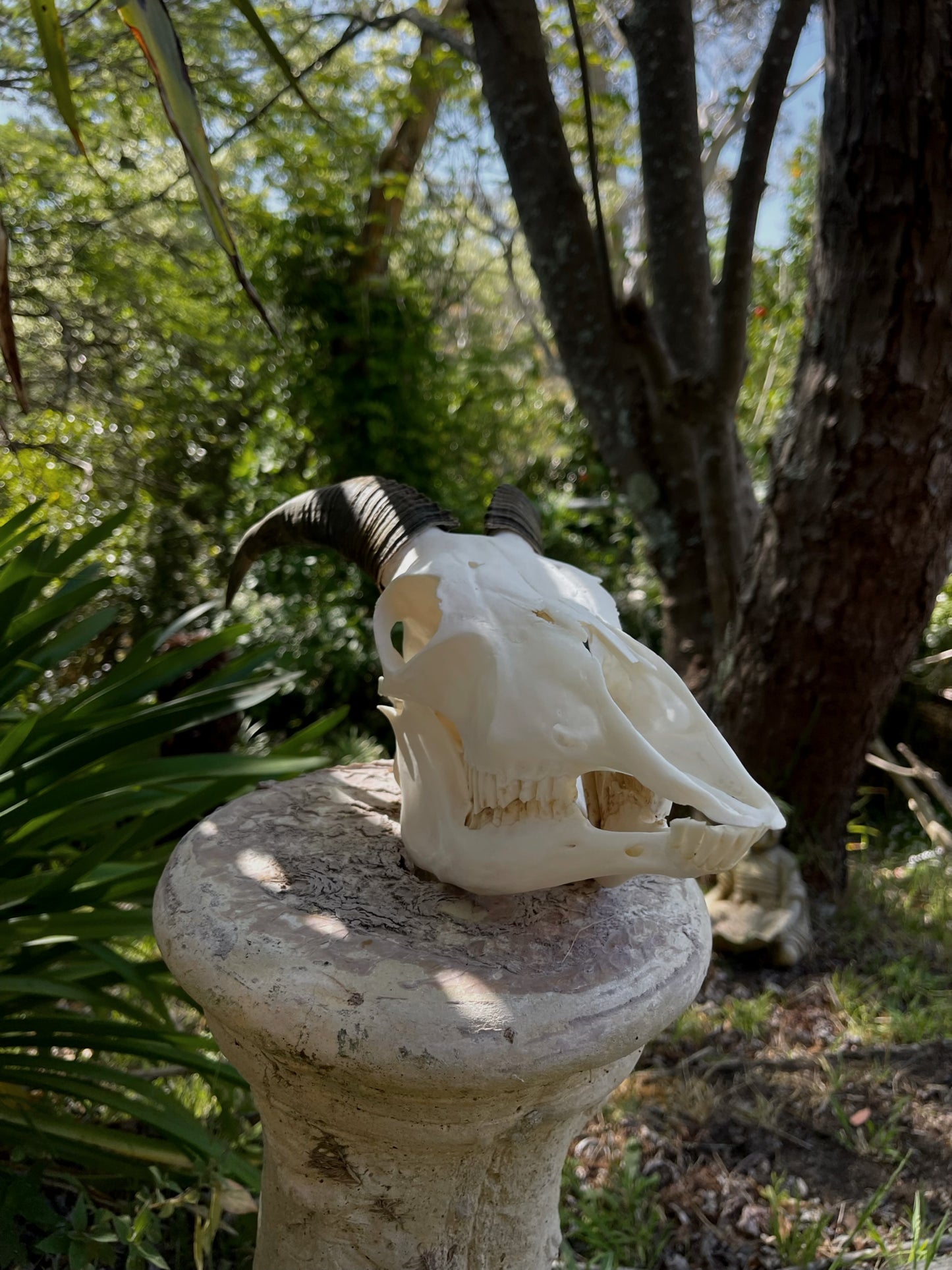 Pathological Himalayan Tahr Nanny (NZ)