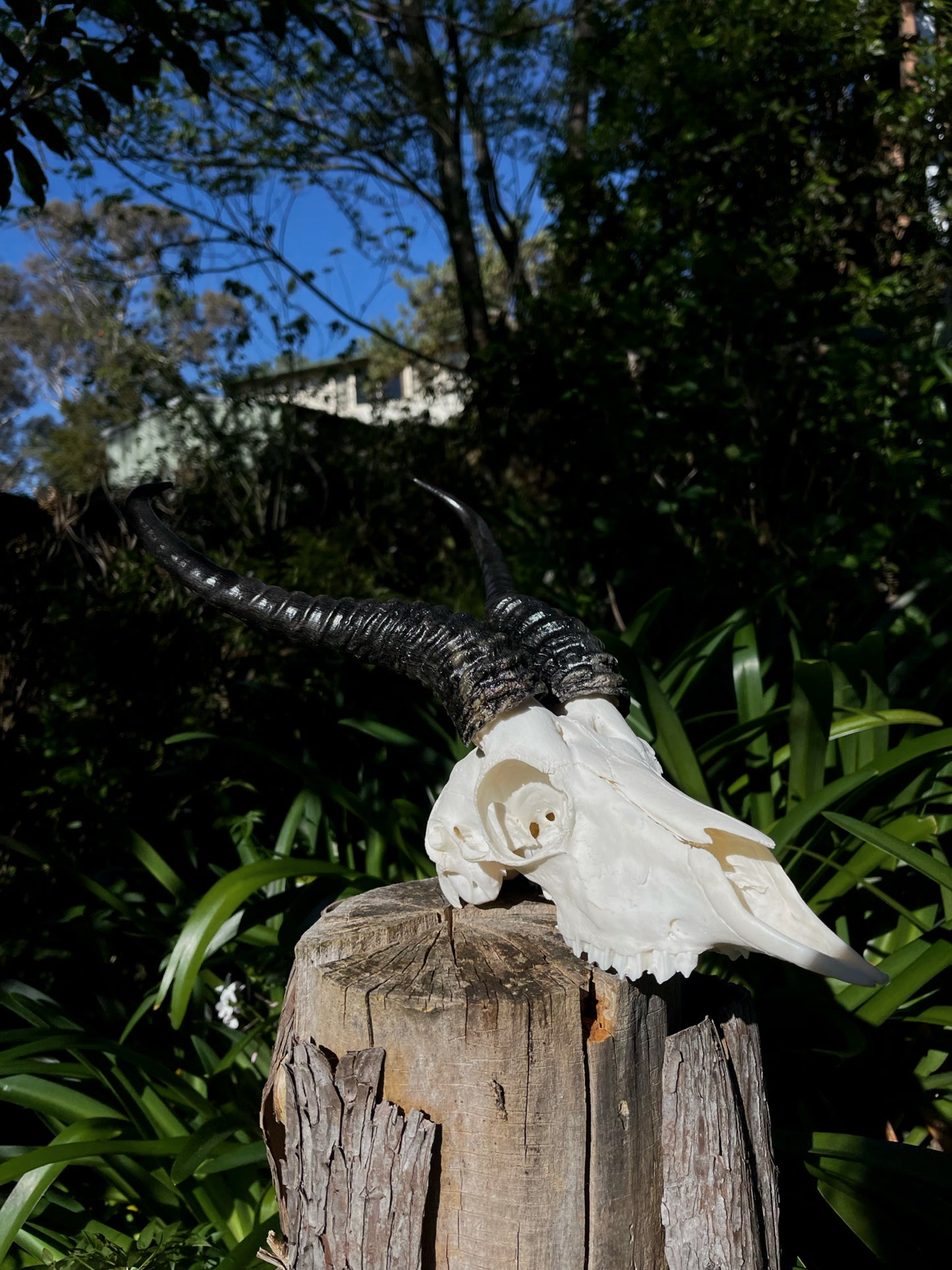 Springbok Ram Skull (AFRICA)