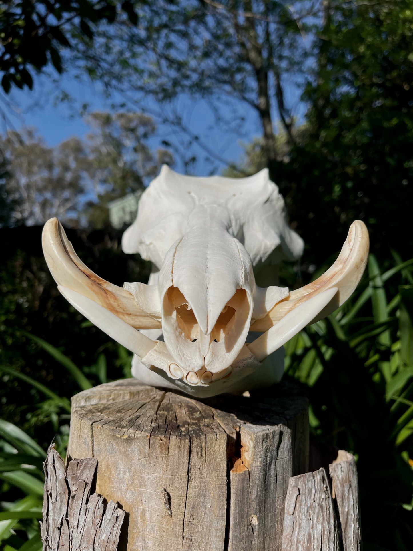 Warthog Skull (AFRICA)