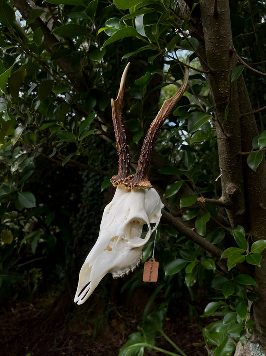 8” Roe Deer Skull (Poland)