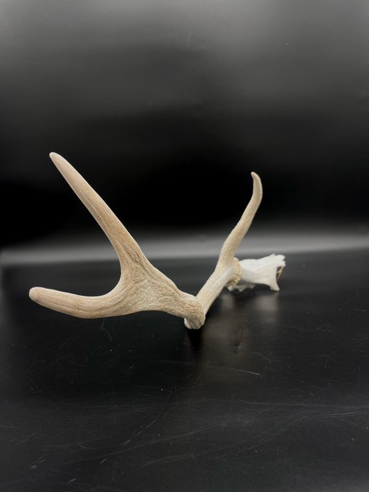 Craft Grade Fallow Antler with Partial Skull