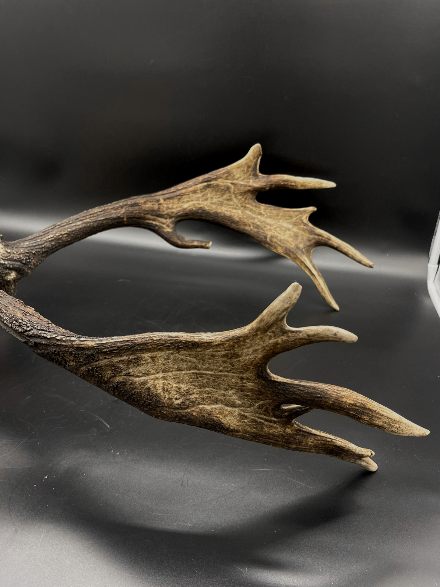 A- Grade Geriatric Fallow Buck Skull