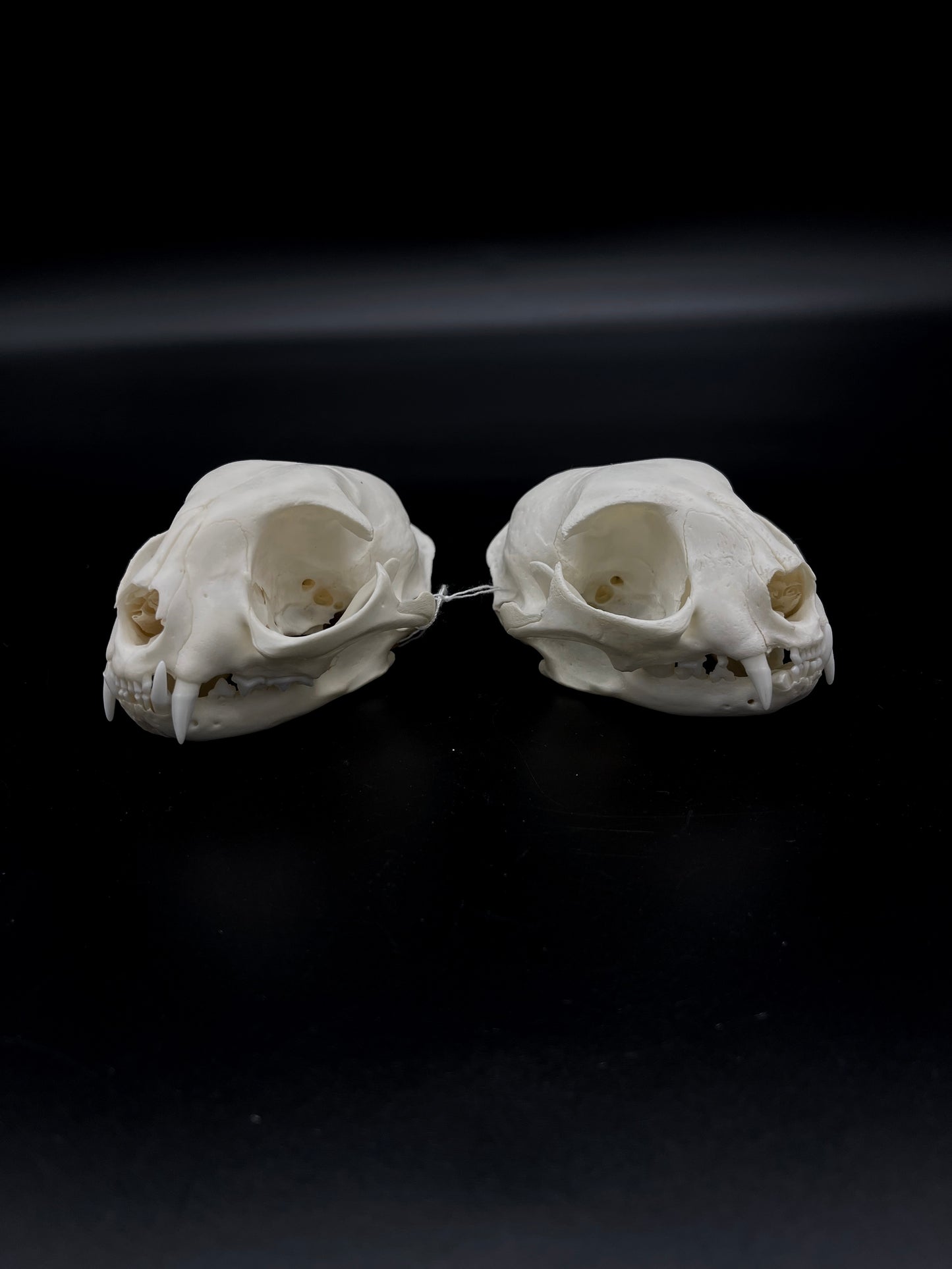 B Grade Feral Cat Skull