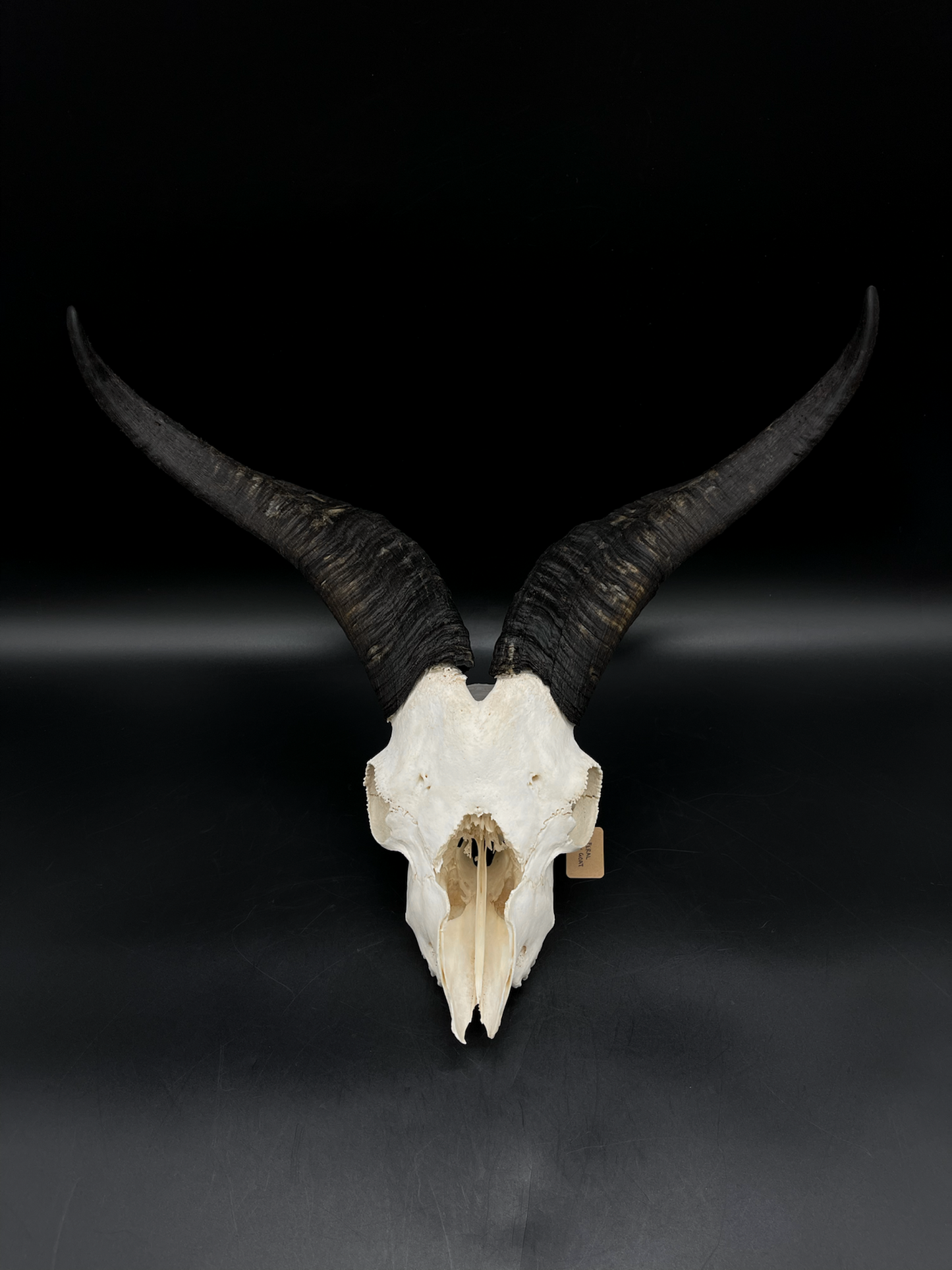 Craft Grade Feral Billy Goat Skull with “Devil Horns”