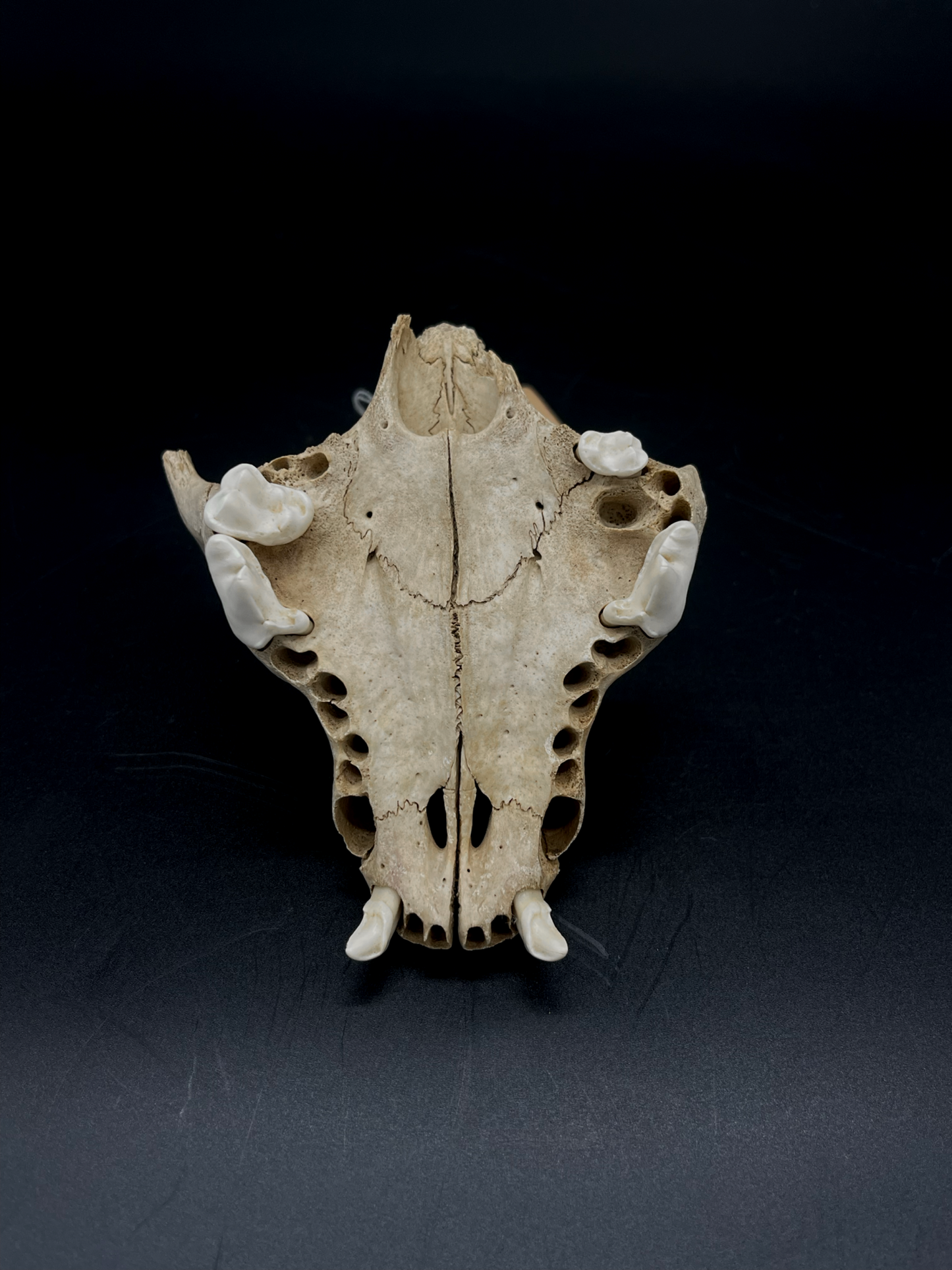 Craft Grade Domestic Dog (Large Brachycephalic breed) partial skull