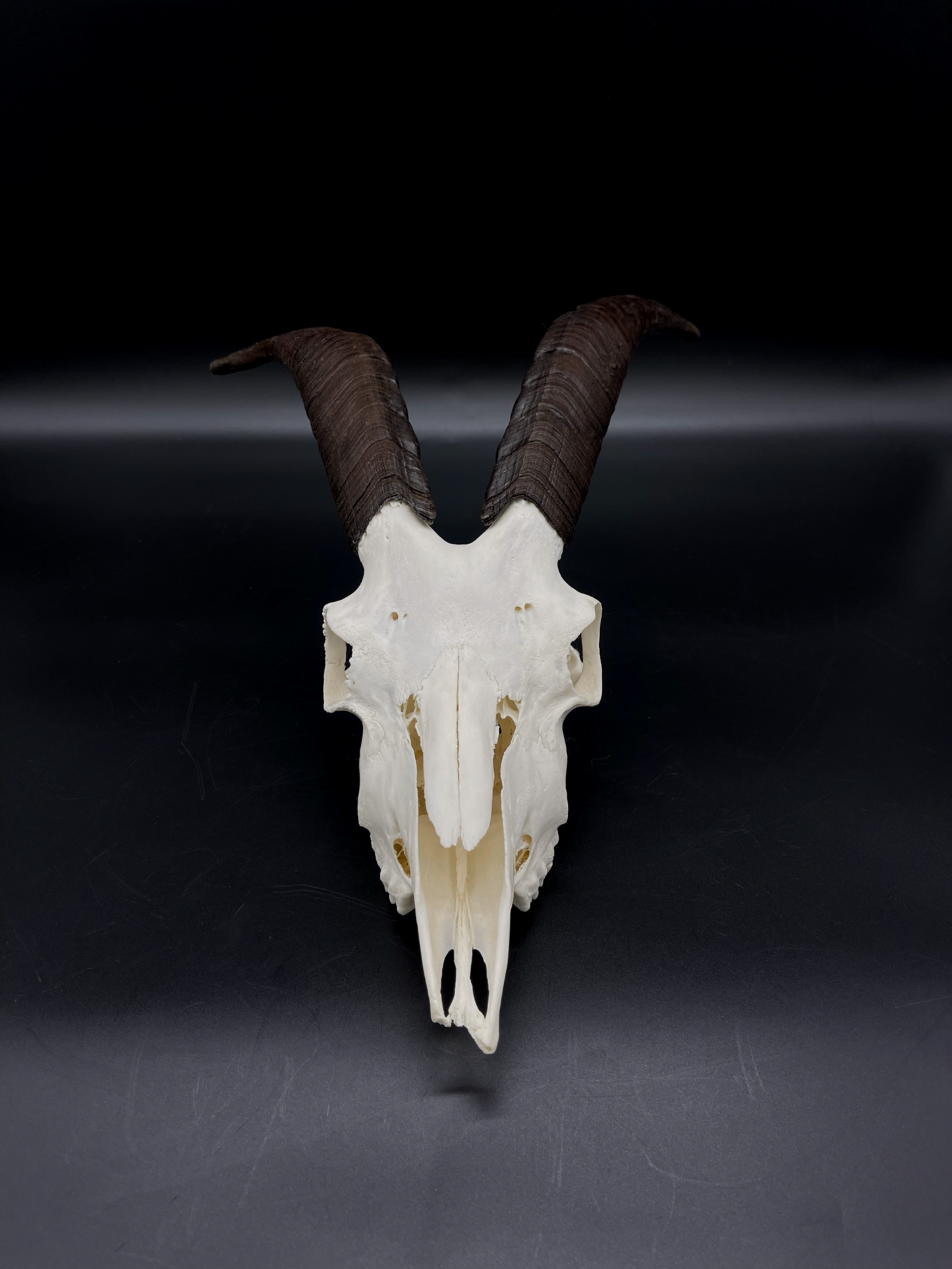 B Grade Nanny Goat Skull
